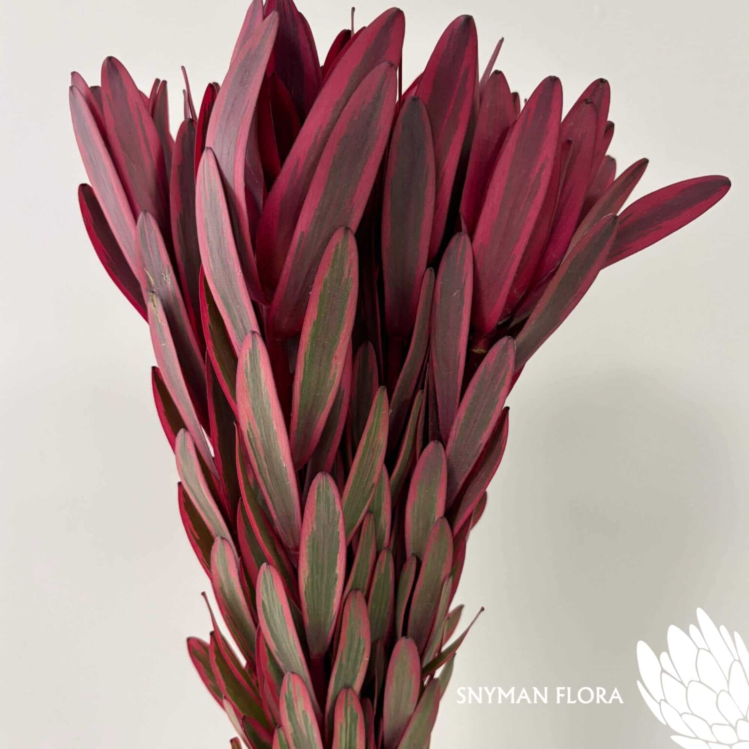 south-africa-protea-export-Leucadendron Jester