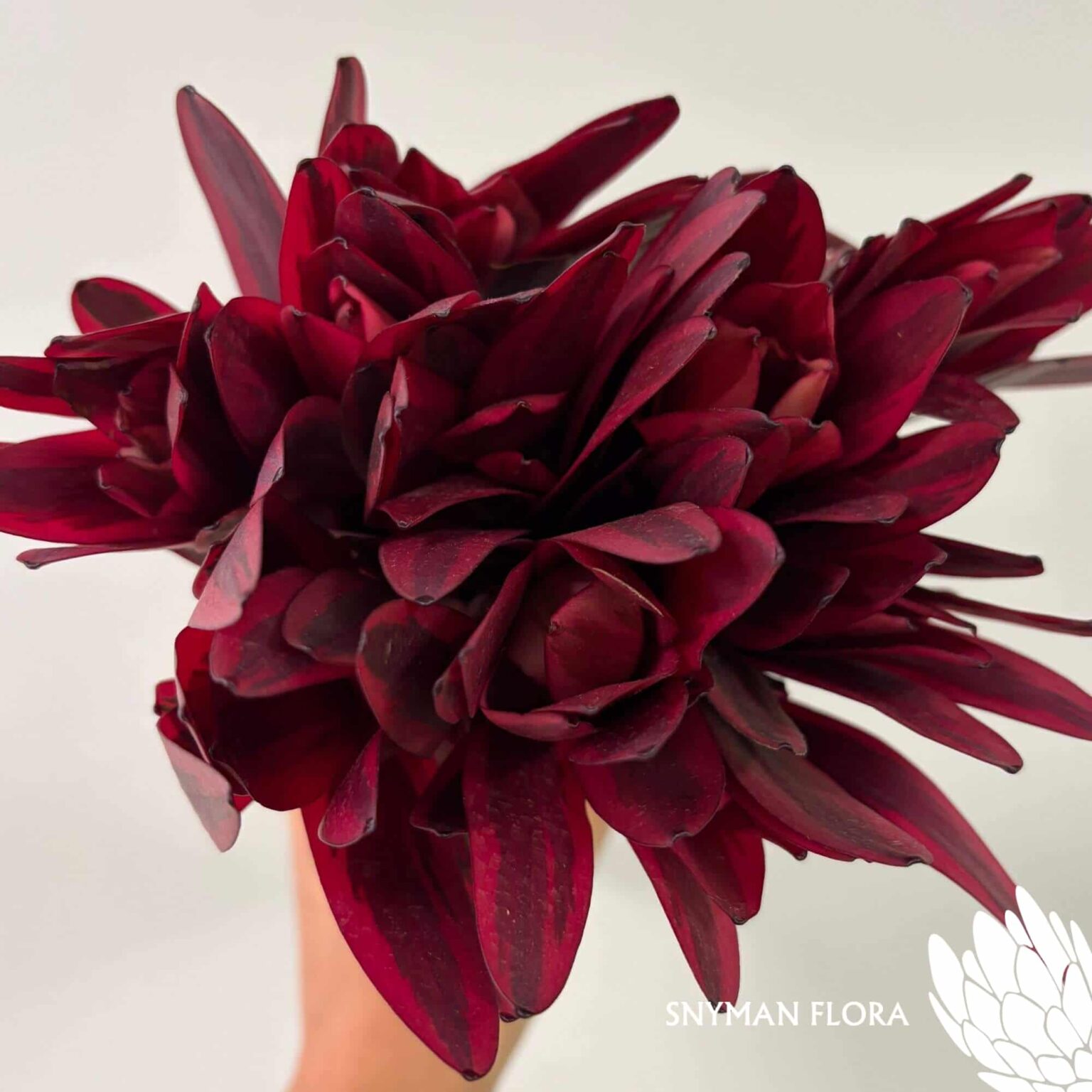south-africa-protea-export-Leucadendron Jester.3