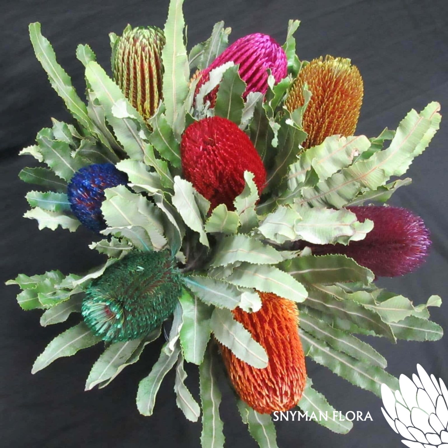 BANKSIA MENZIESII DYED