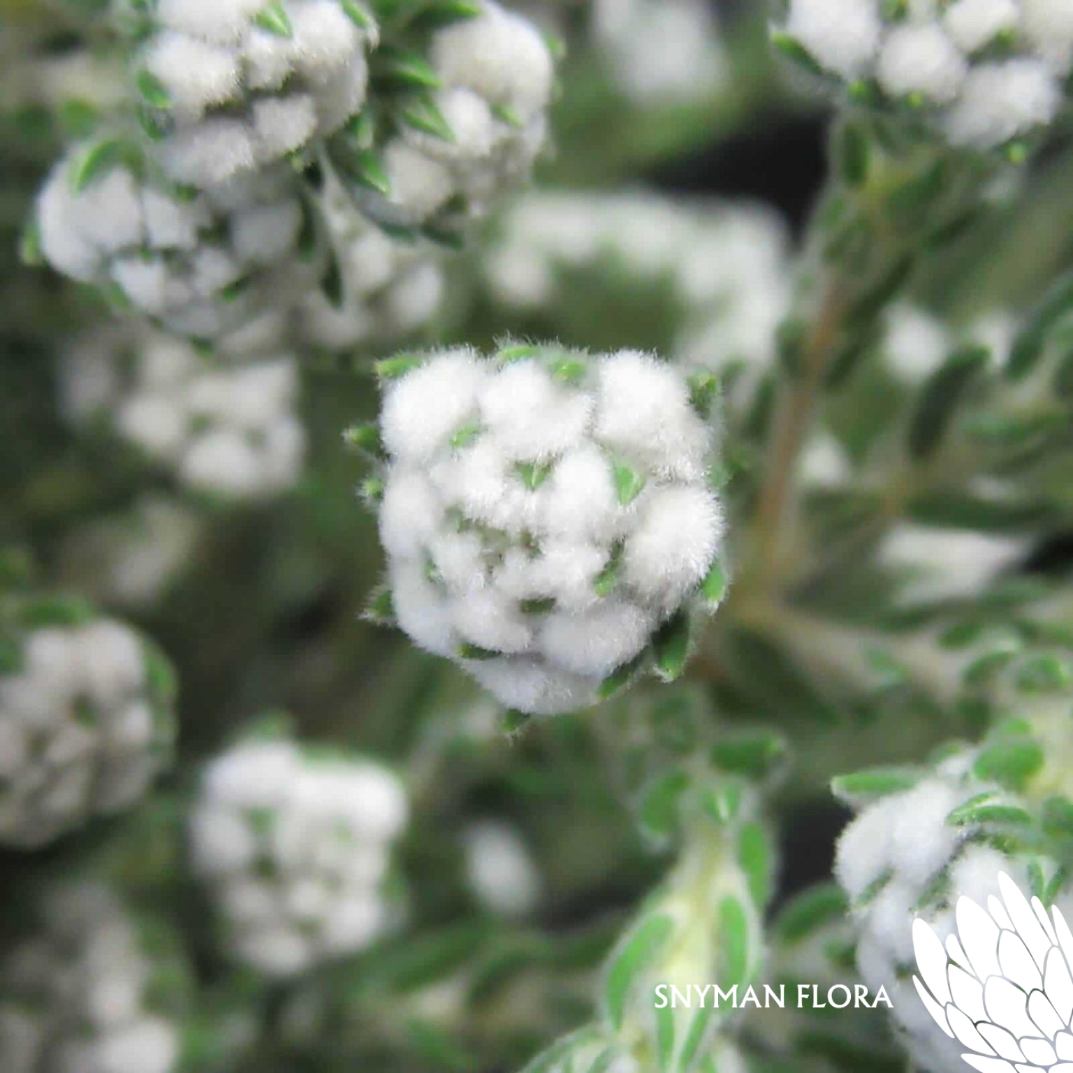 Cotton Bush