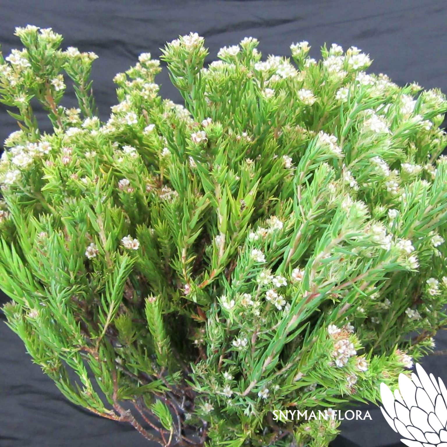 CapeFloweringGreenDiosma1