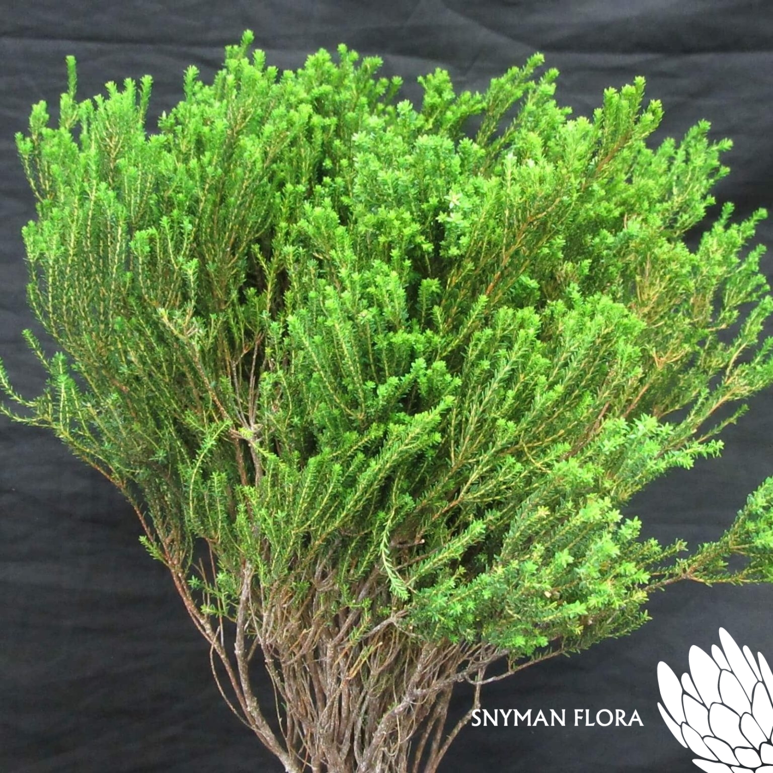 CapeGreenAgathosma1