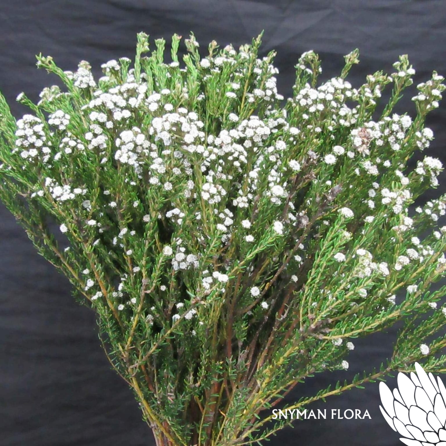 CapeGreenPhylicaWhite1