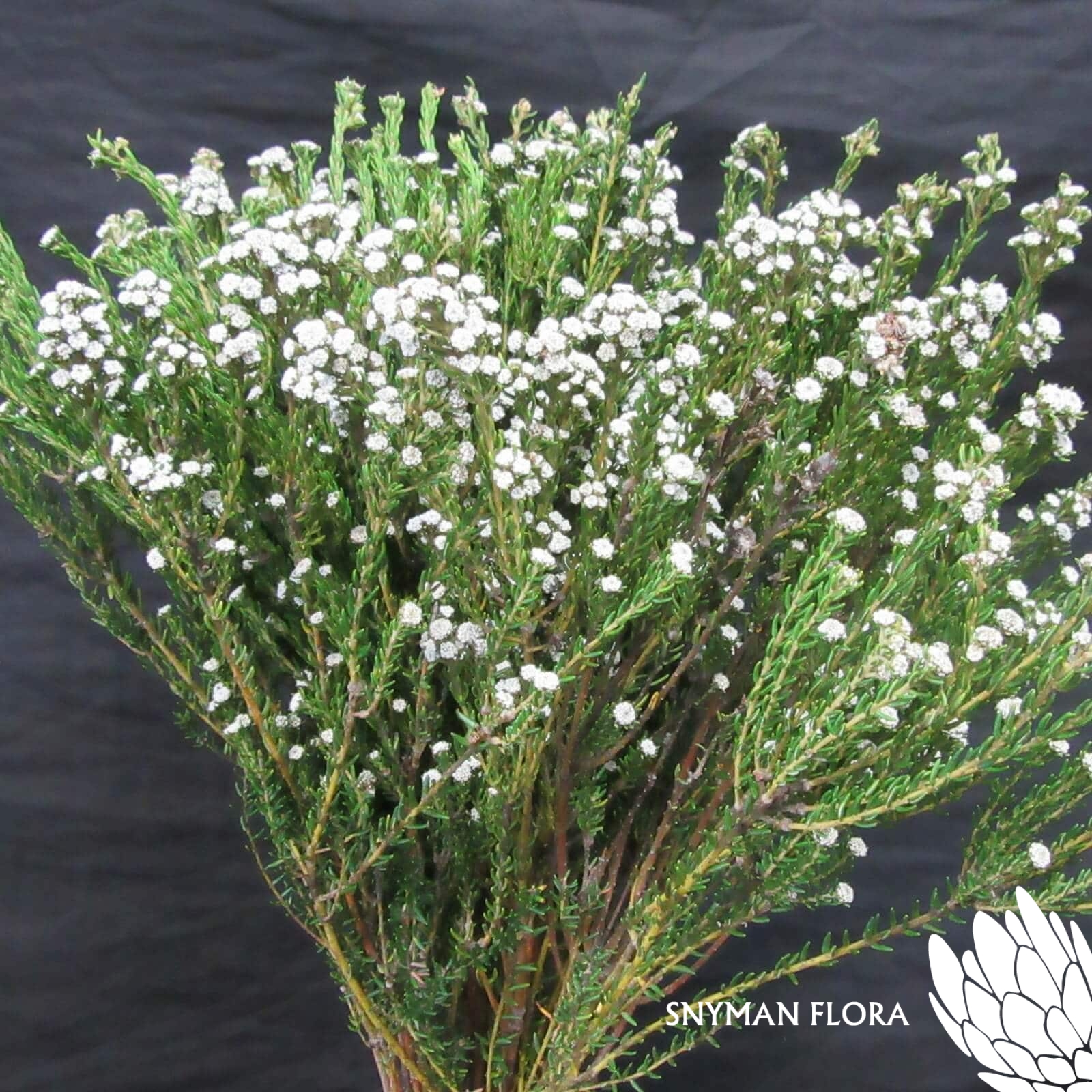 CapeGreenPhylicaWhite1