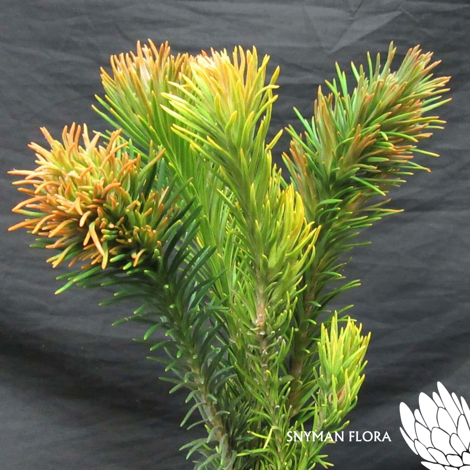 CapeGreenRetzia1