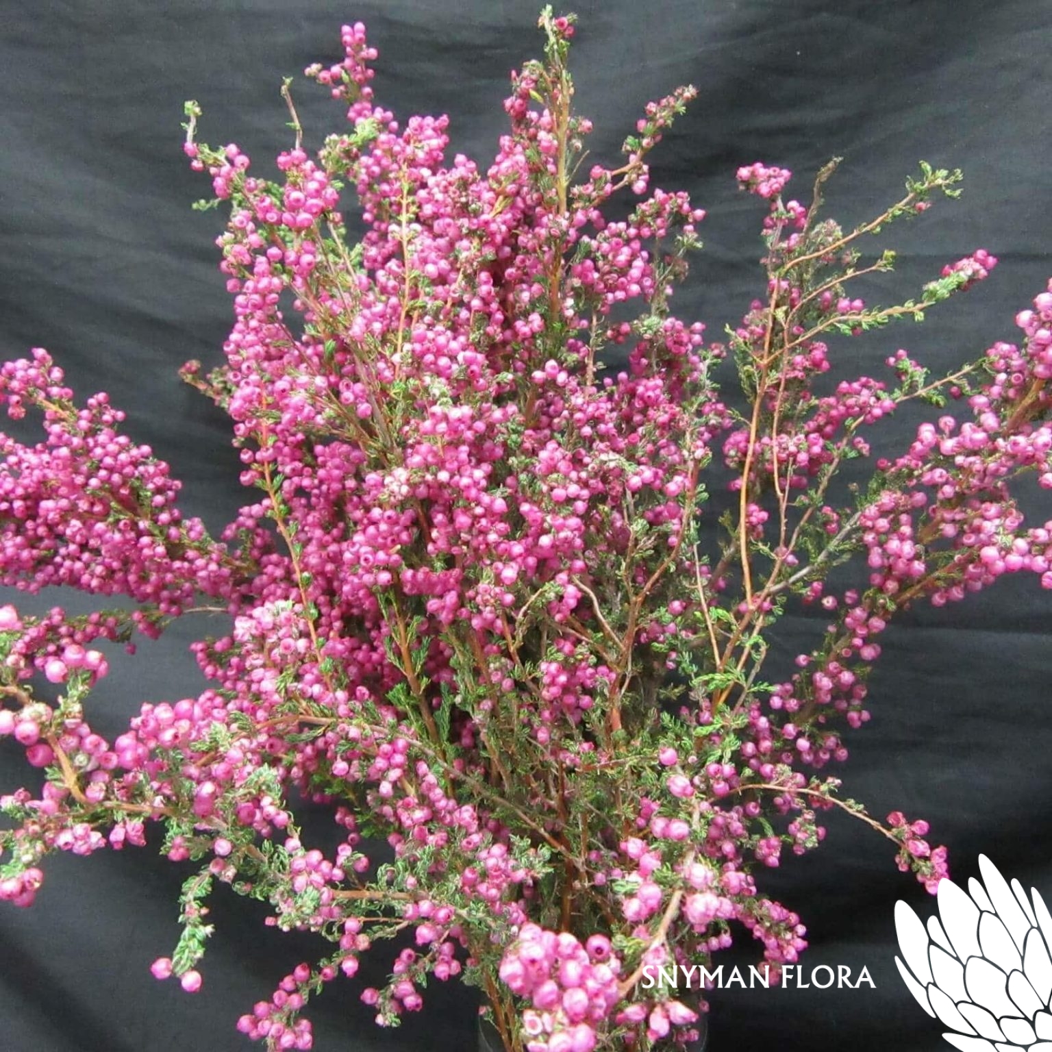 EricaDaphniflora1
