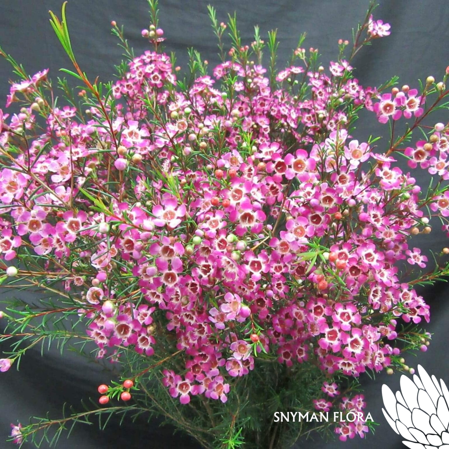 GeraldtonWaxMBViolet1