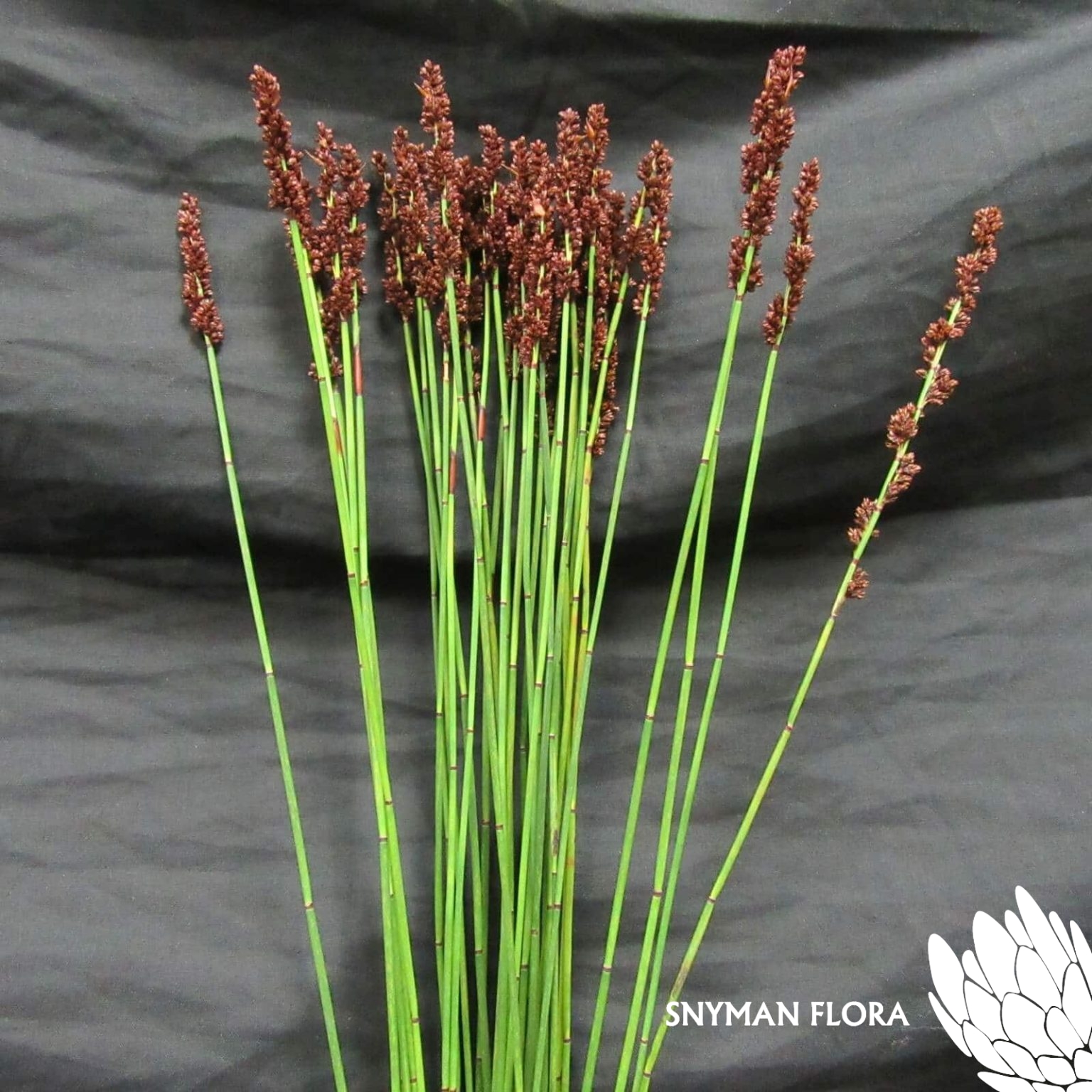 GrassMustardSeedReed1