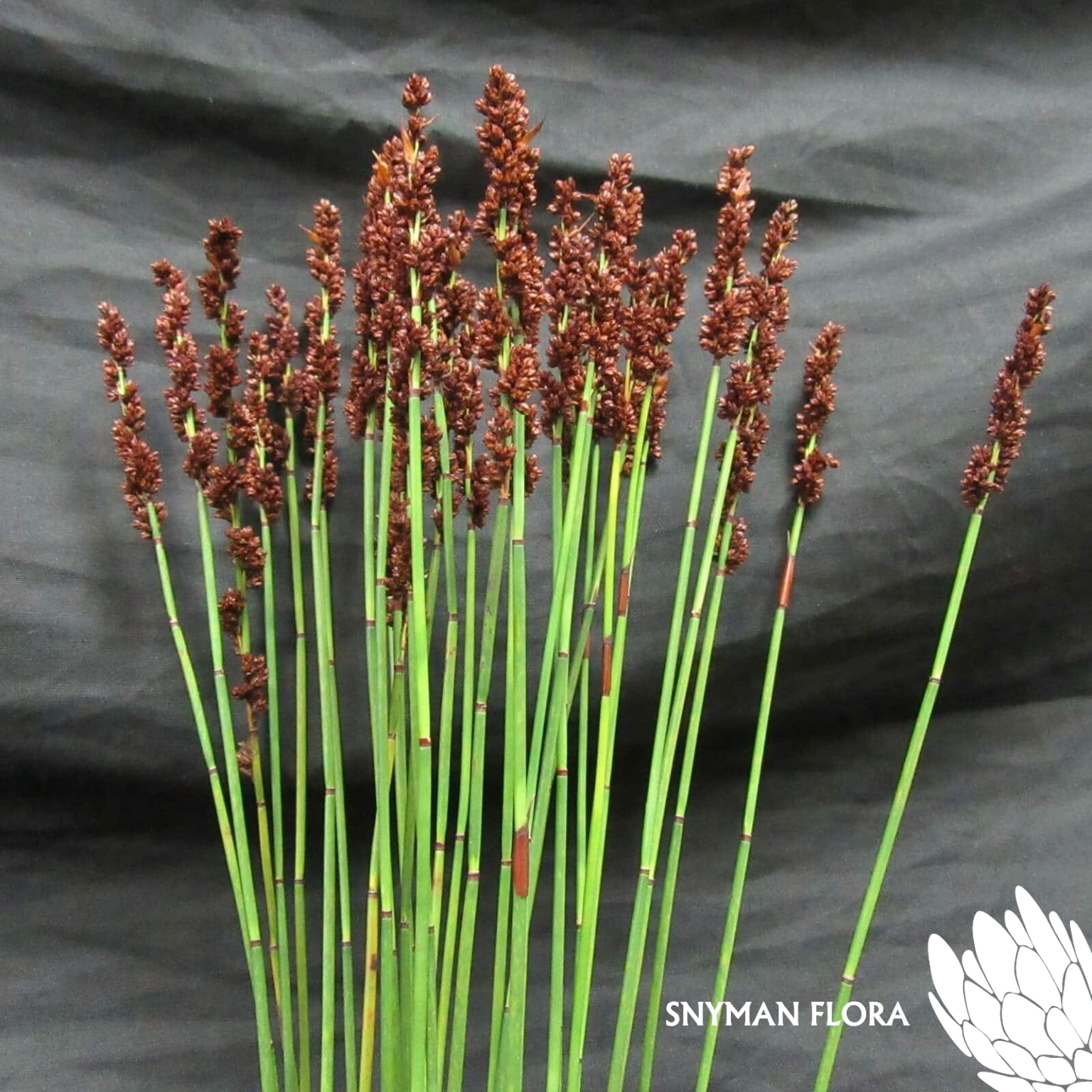 GrassMustardSeedReed2