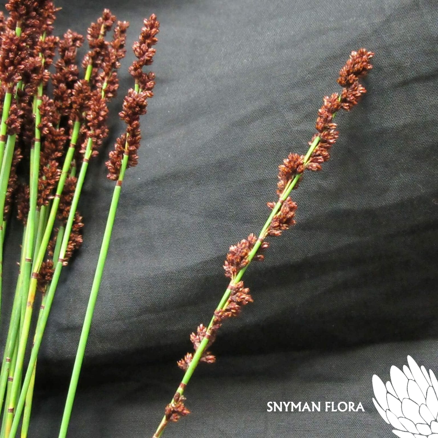 GrassMustardSeedReed3