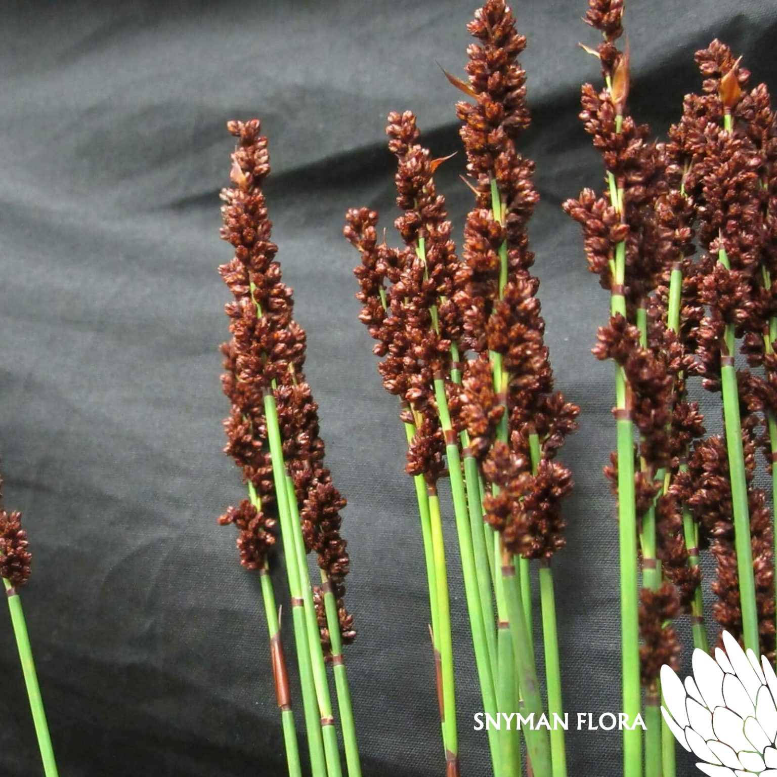 GrassMustardSeedReed4