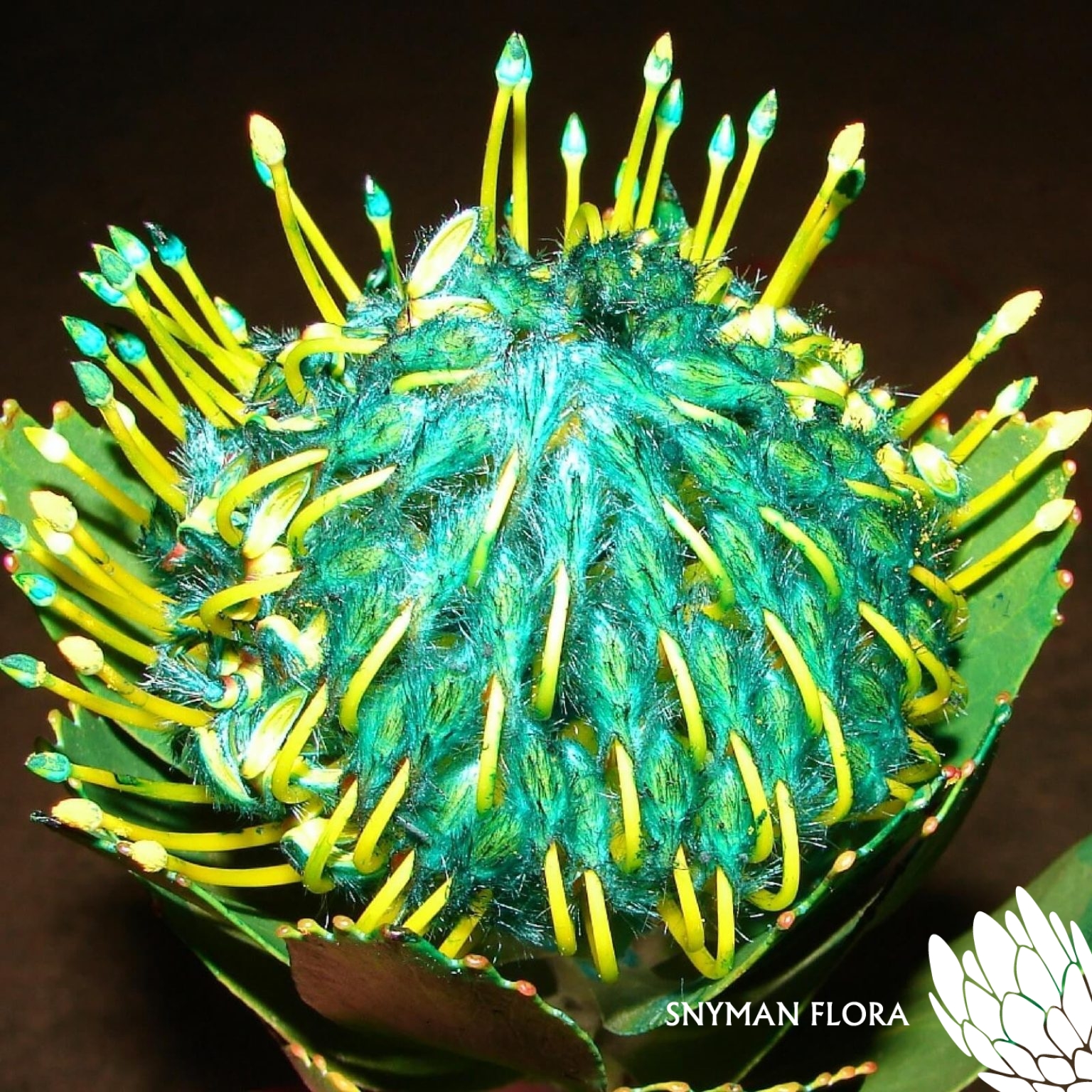 LeucospermumVeldfireGreen