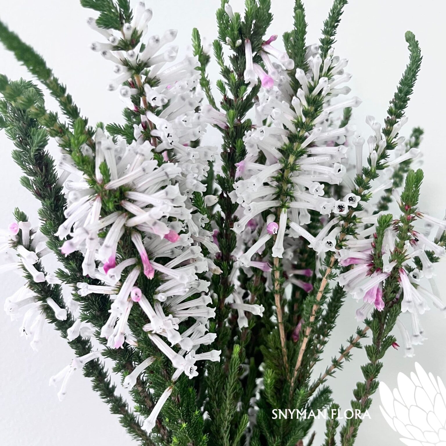 south-africa-protea-export-Erica Prince of Wales.2