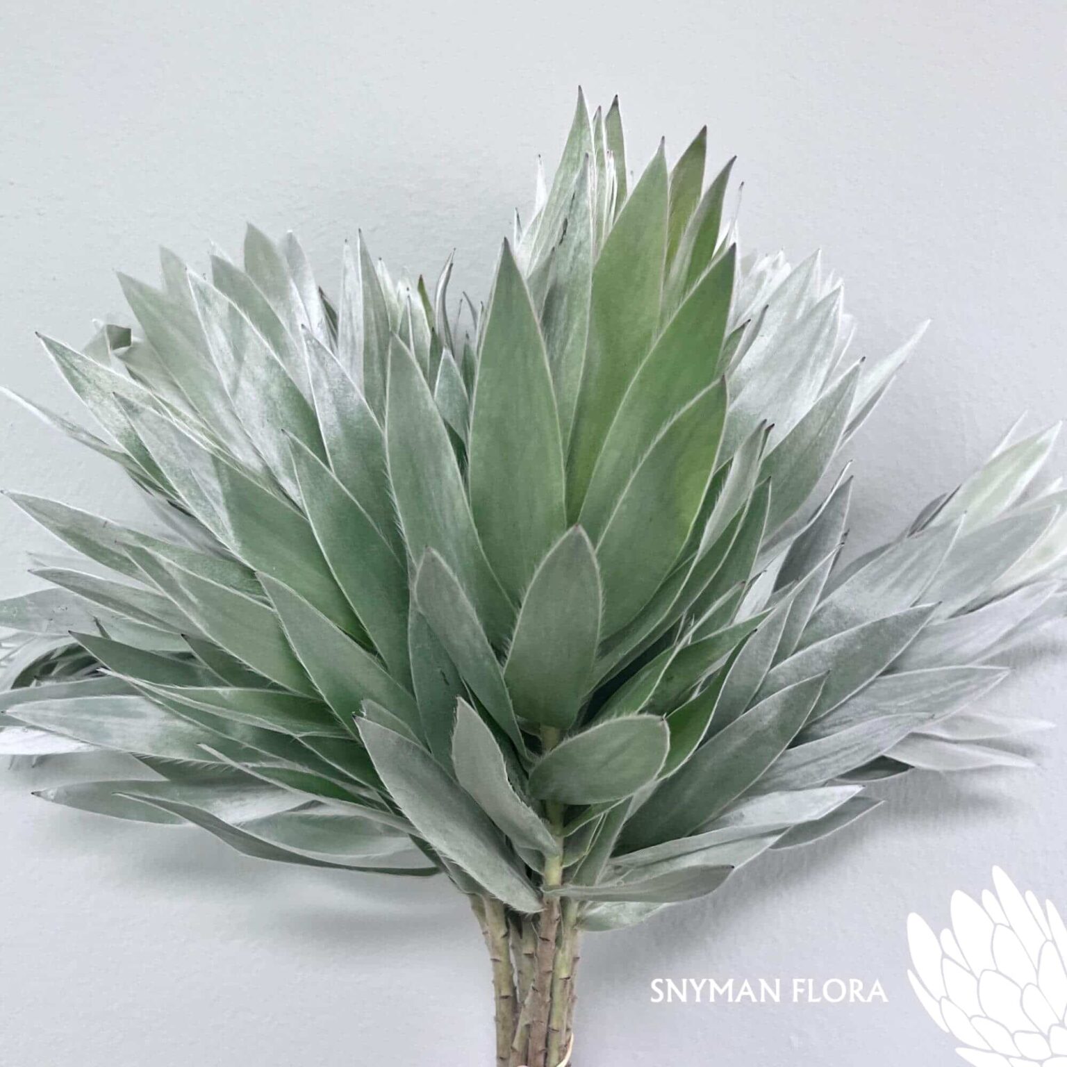 south-africa-protea-export-Leucadendron Argenteum.1