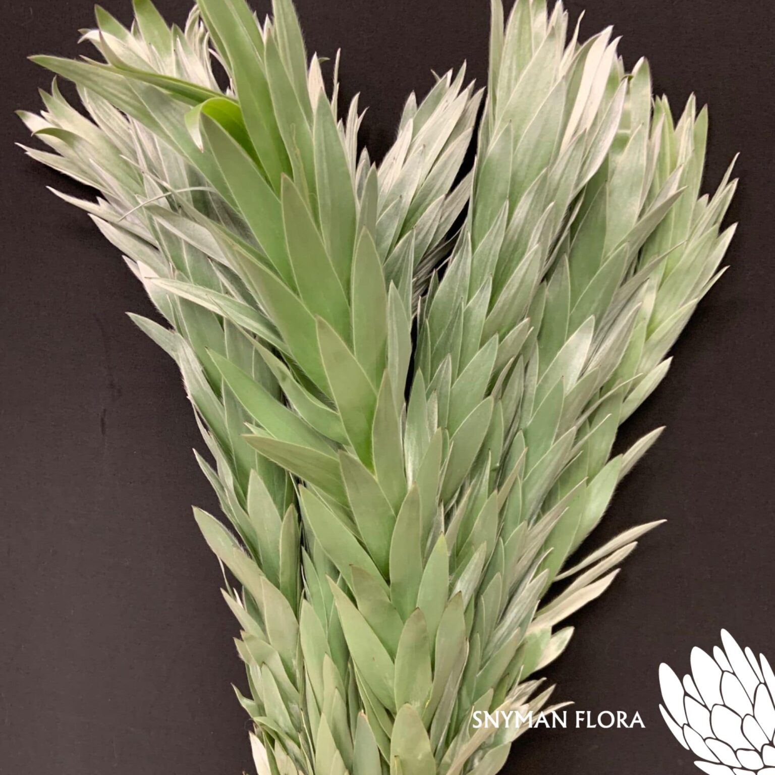 south-africa-protea-export-Leucadendron Argenteum.11jpg