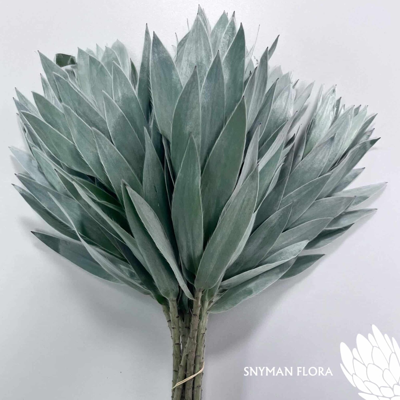 south-africa-protea-export-Leucadendron Argenteum.2