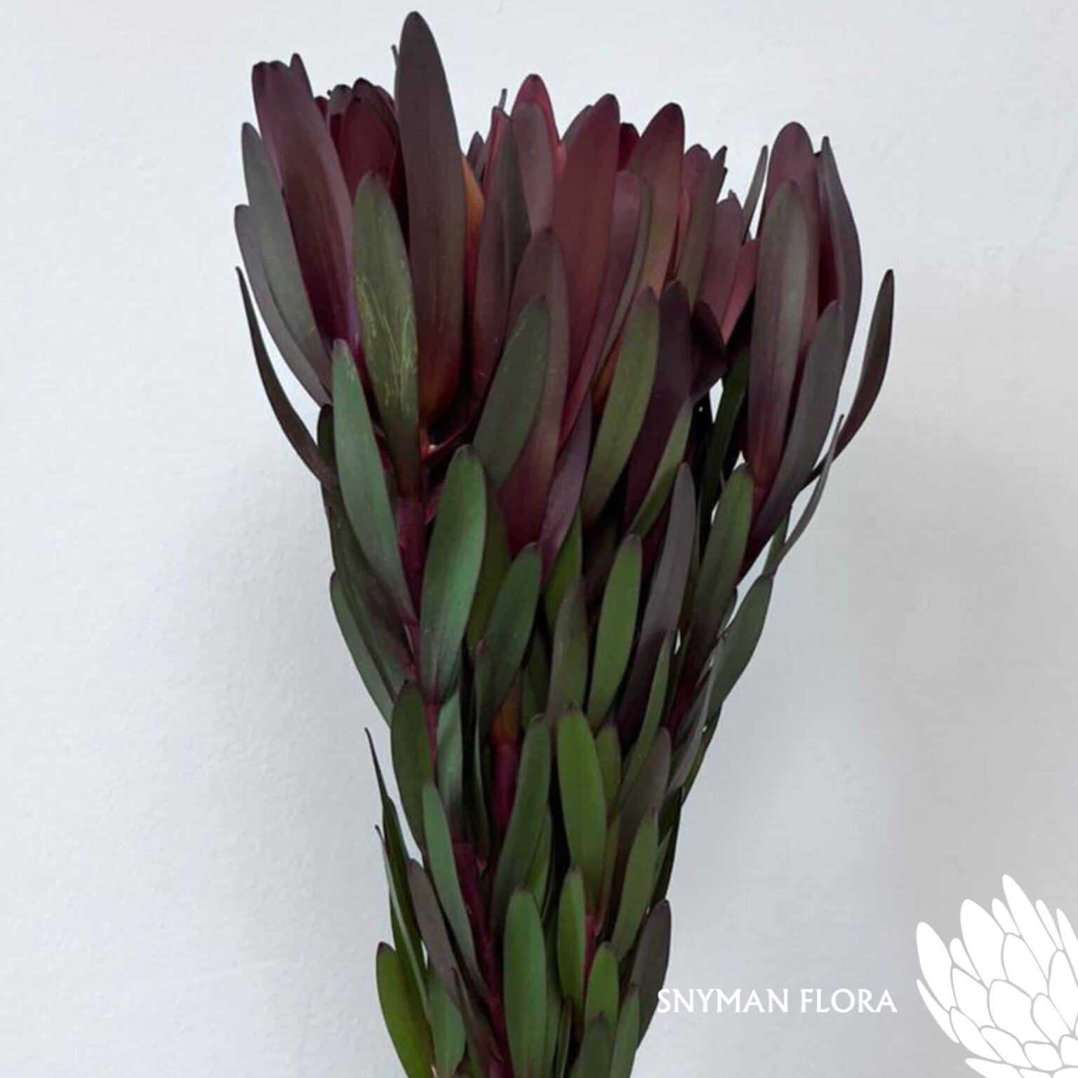 south-africa-protea-export-Leucadendron Magenta Sunset Single