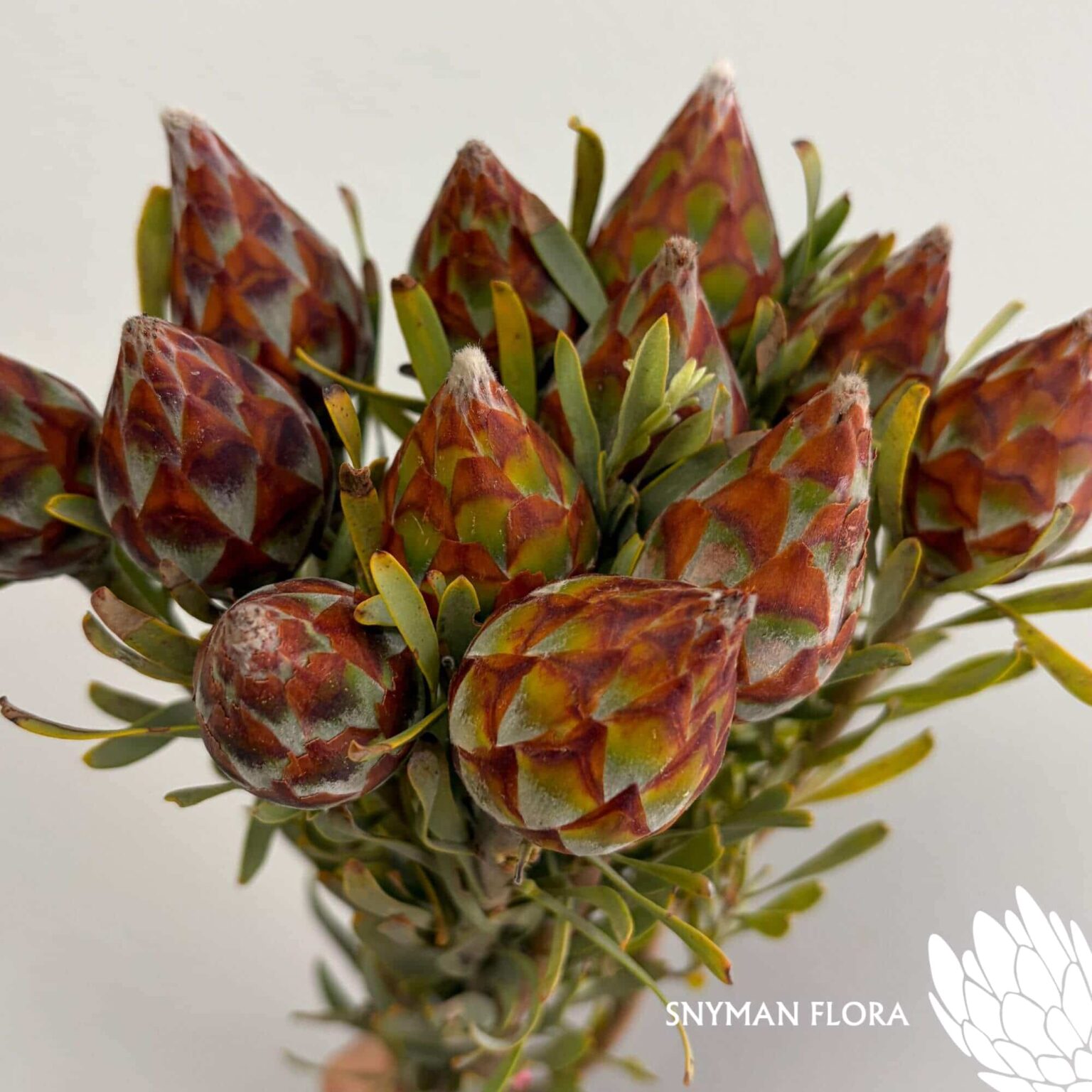 south-africa-protea-export-Leucadendron Plumosum Female.1