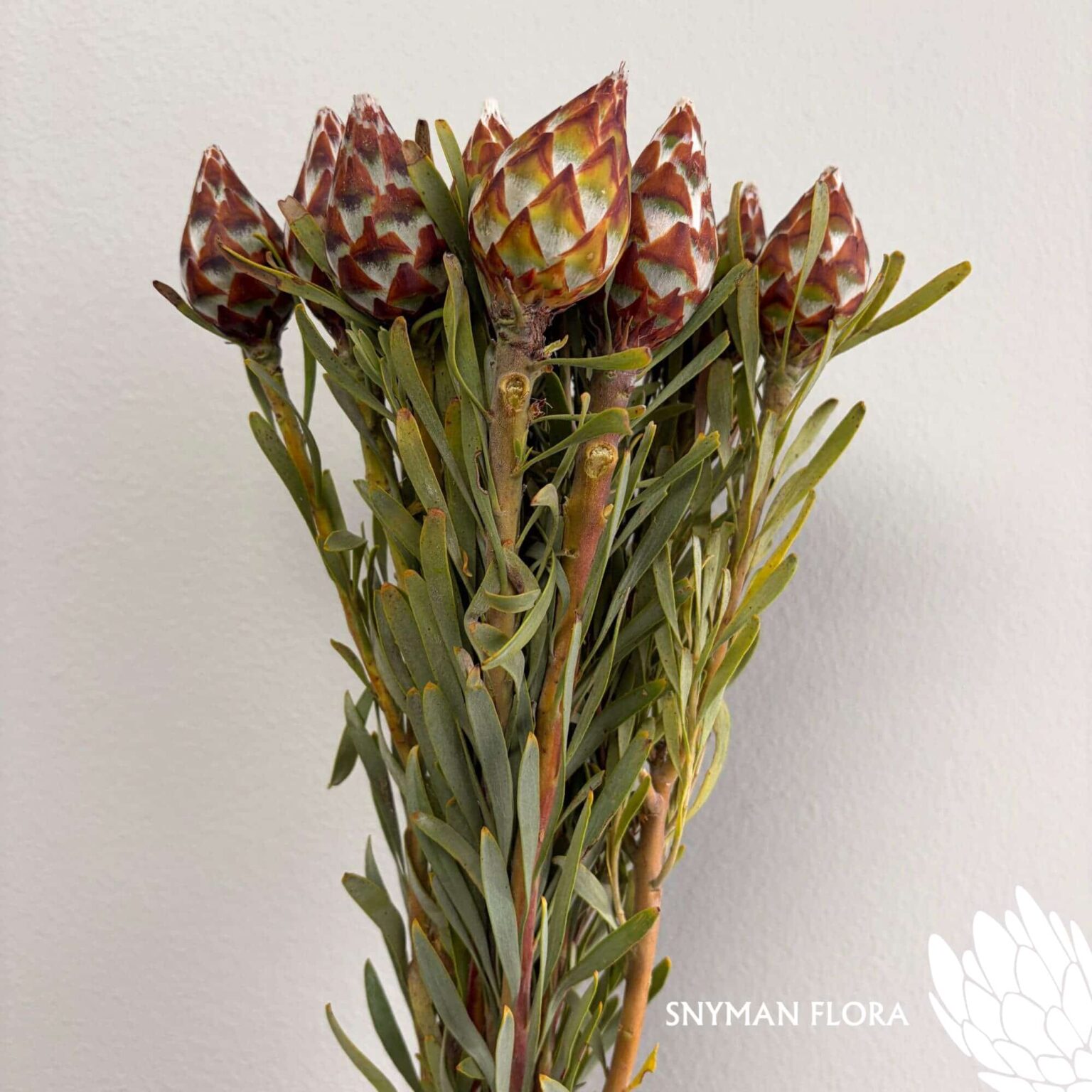 south-africa-protea-export-Leucadendron Plumosum Female.2