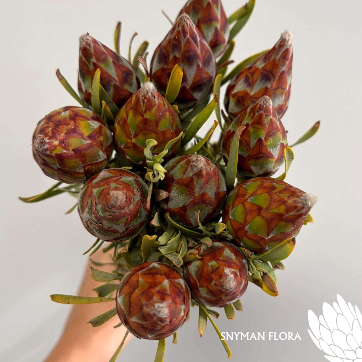 south-africa-protea-export-Leucadendron Plumosum Female.3