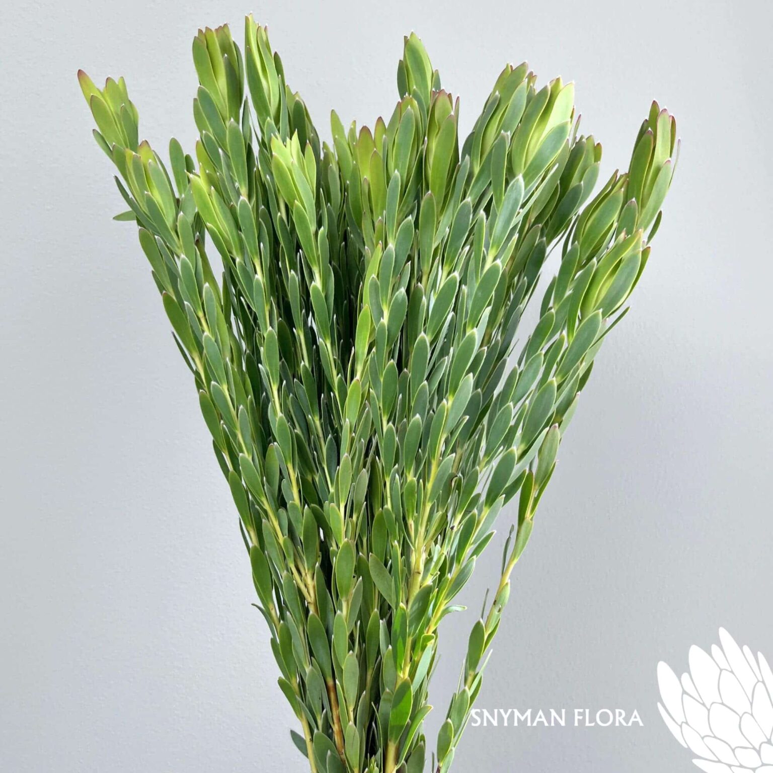 south-africa-protea-export-Leucadendron Procerum Single.1