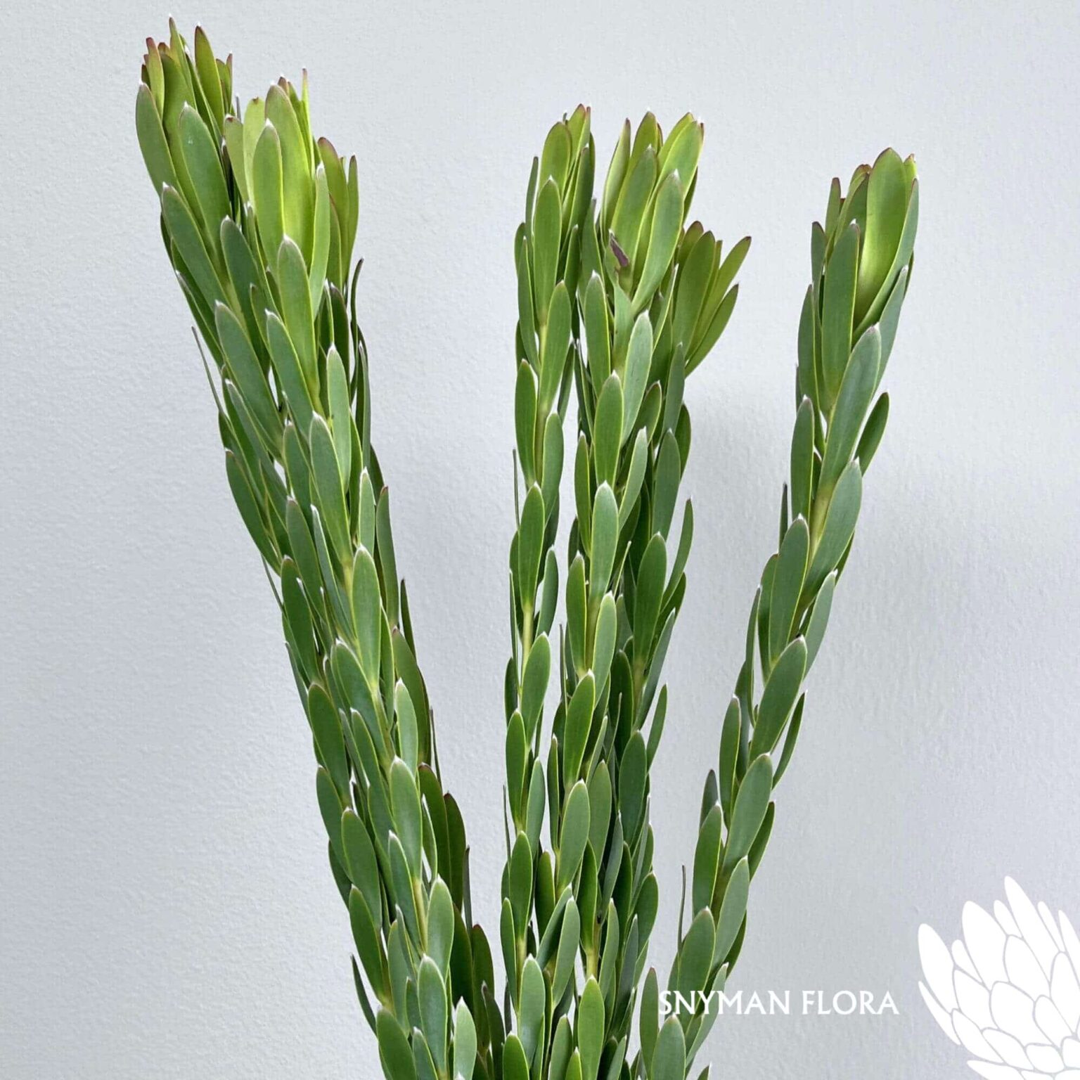 south-africa-protea-export-Leucadendron Procerum Single.3