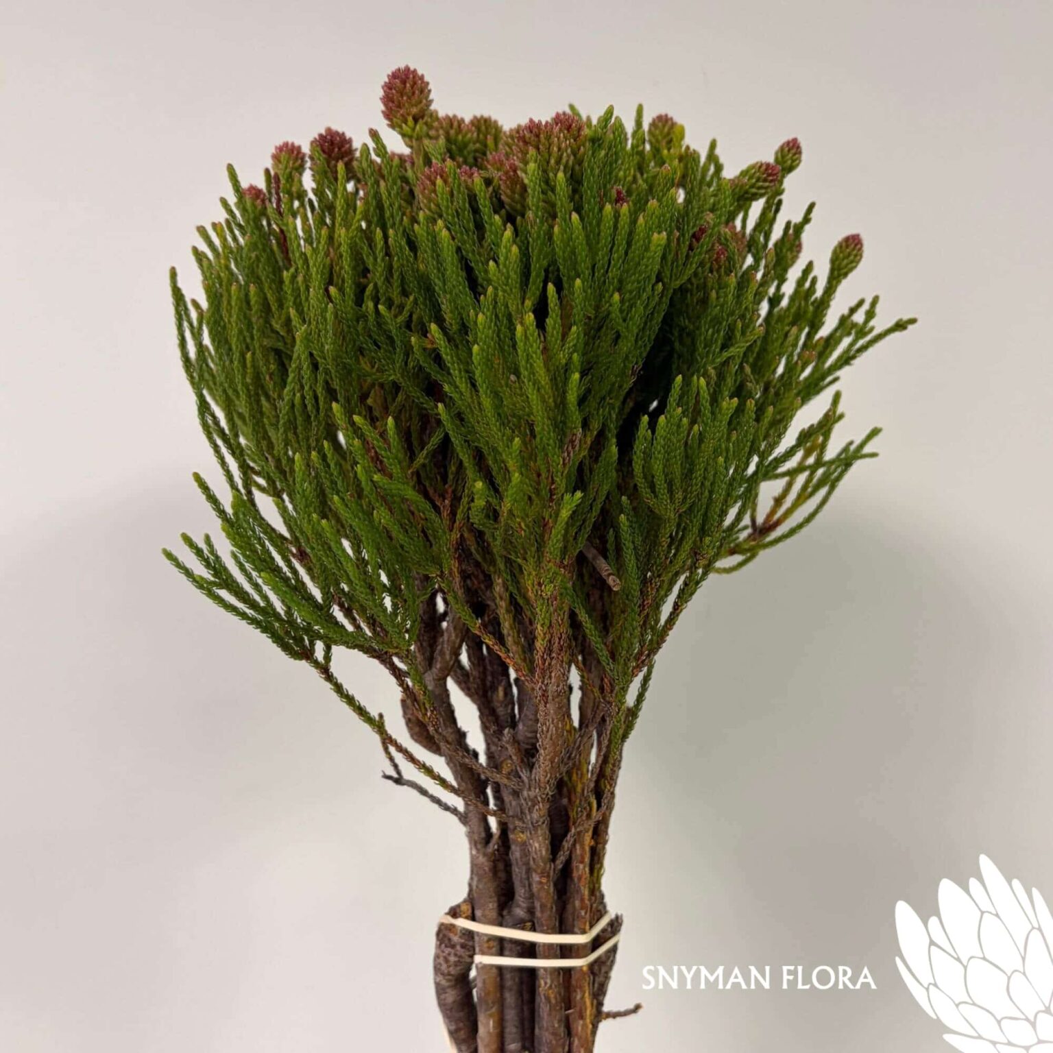 south-africa-protea-export-Nebelia Cluster Star.1