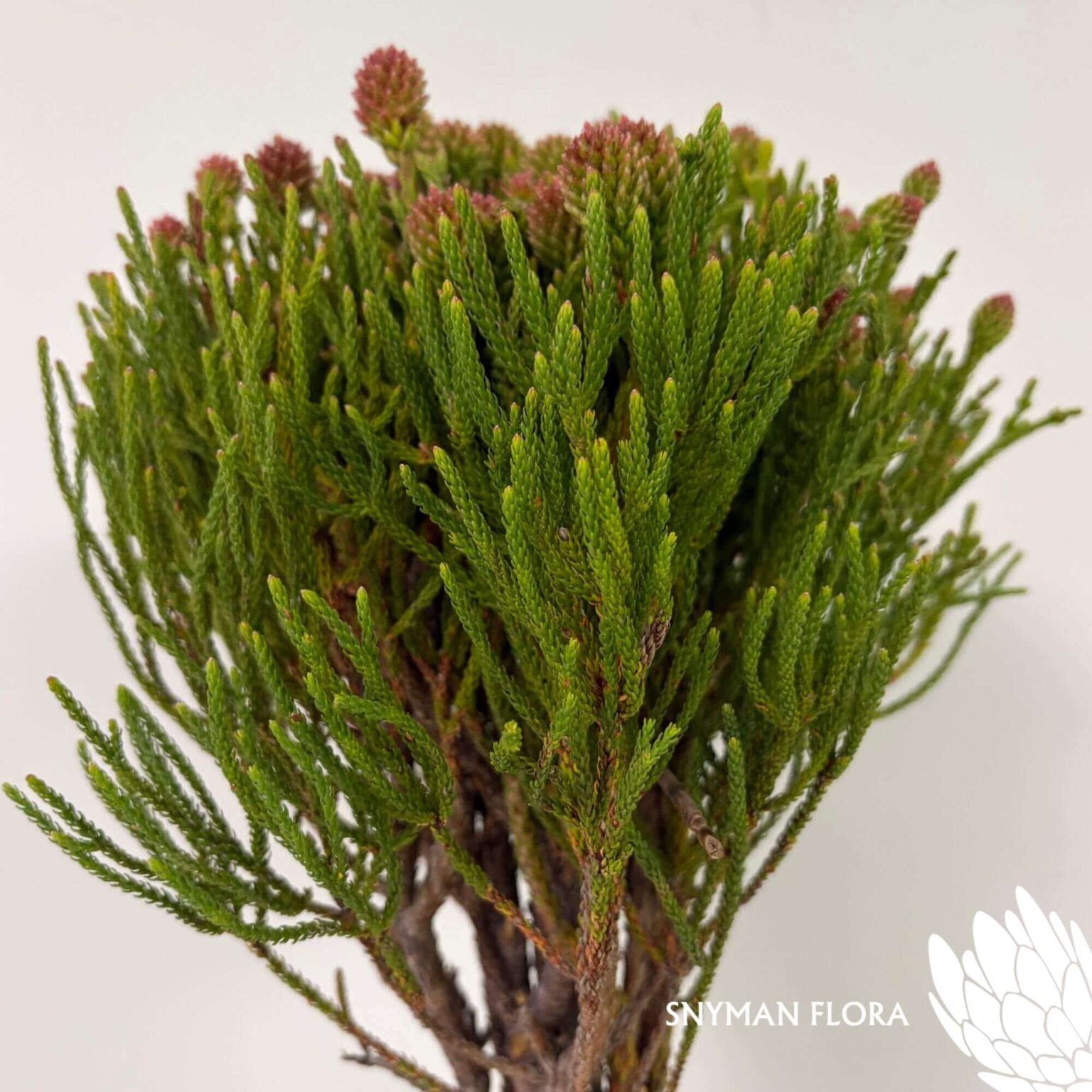 south-africa-protea-export-Nebelia Cluster Star.2