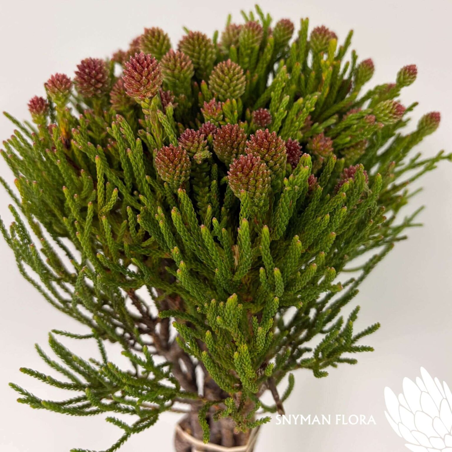 south-africa-protea-export-Nebelia Cluster Star.4