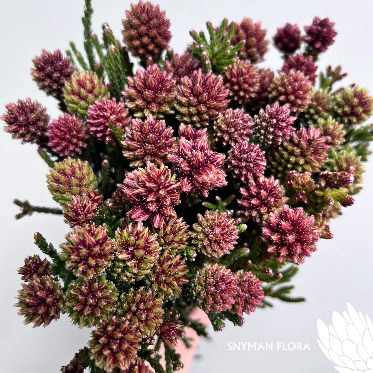 south-africa-protea-export-Nebelia Cluster Star.5