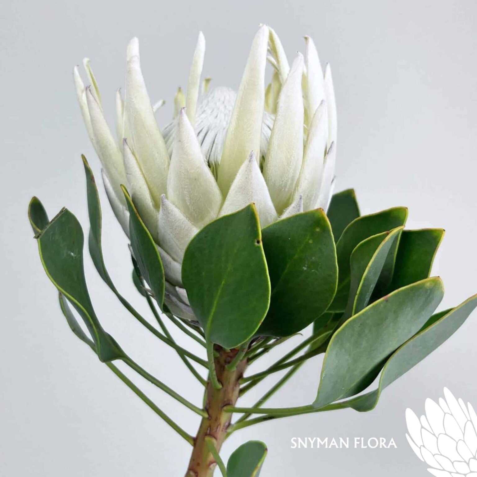south-africa-protea-export-Protea Arctic Ice.1