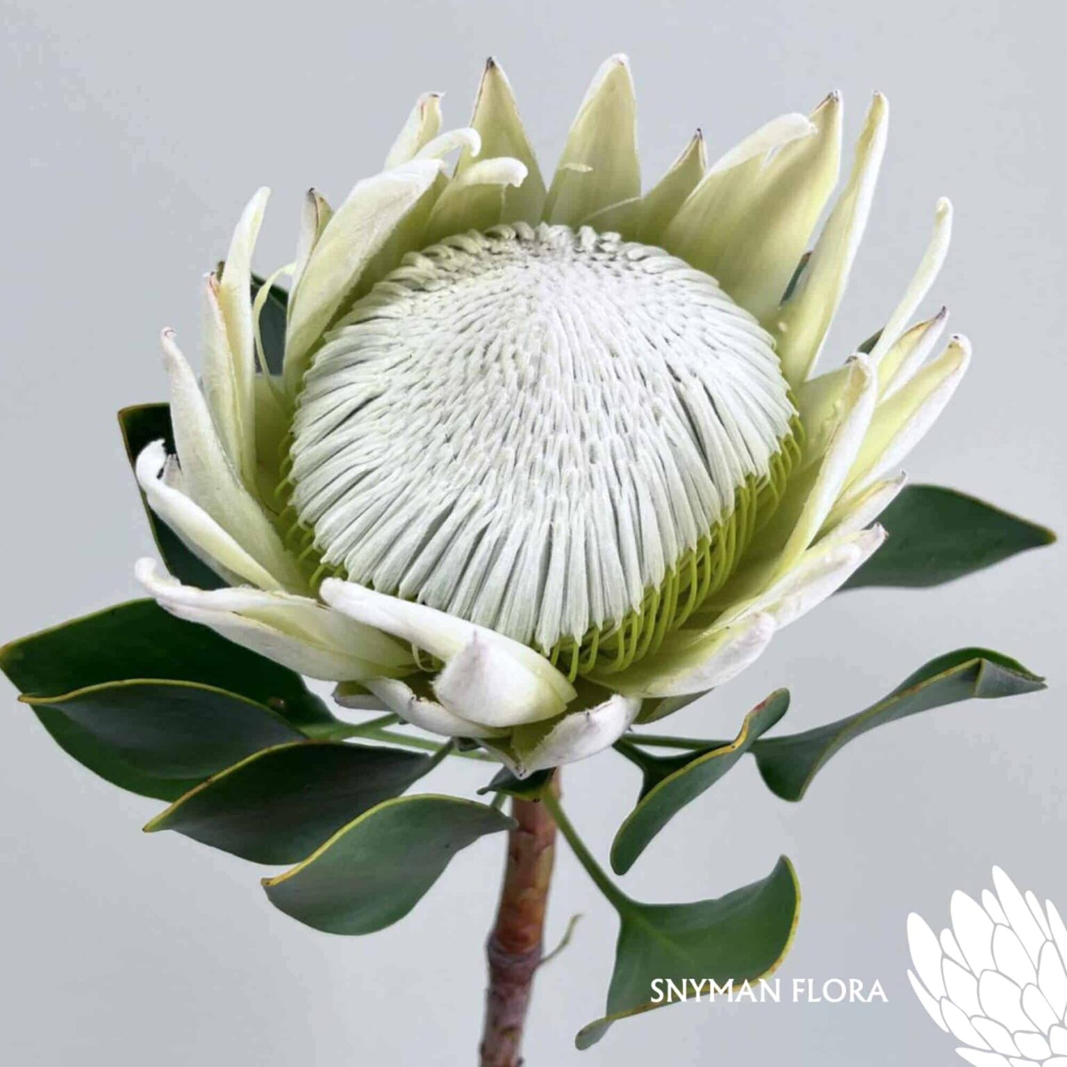 south-africa-protea-export-Protea Arctic Ice.2