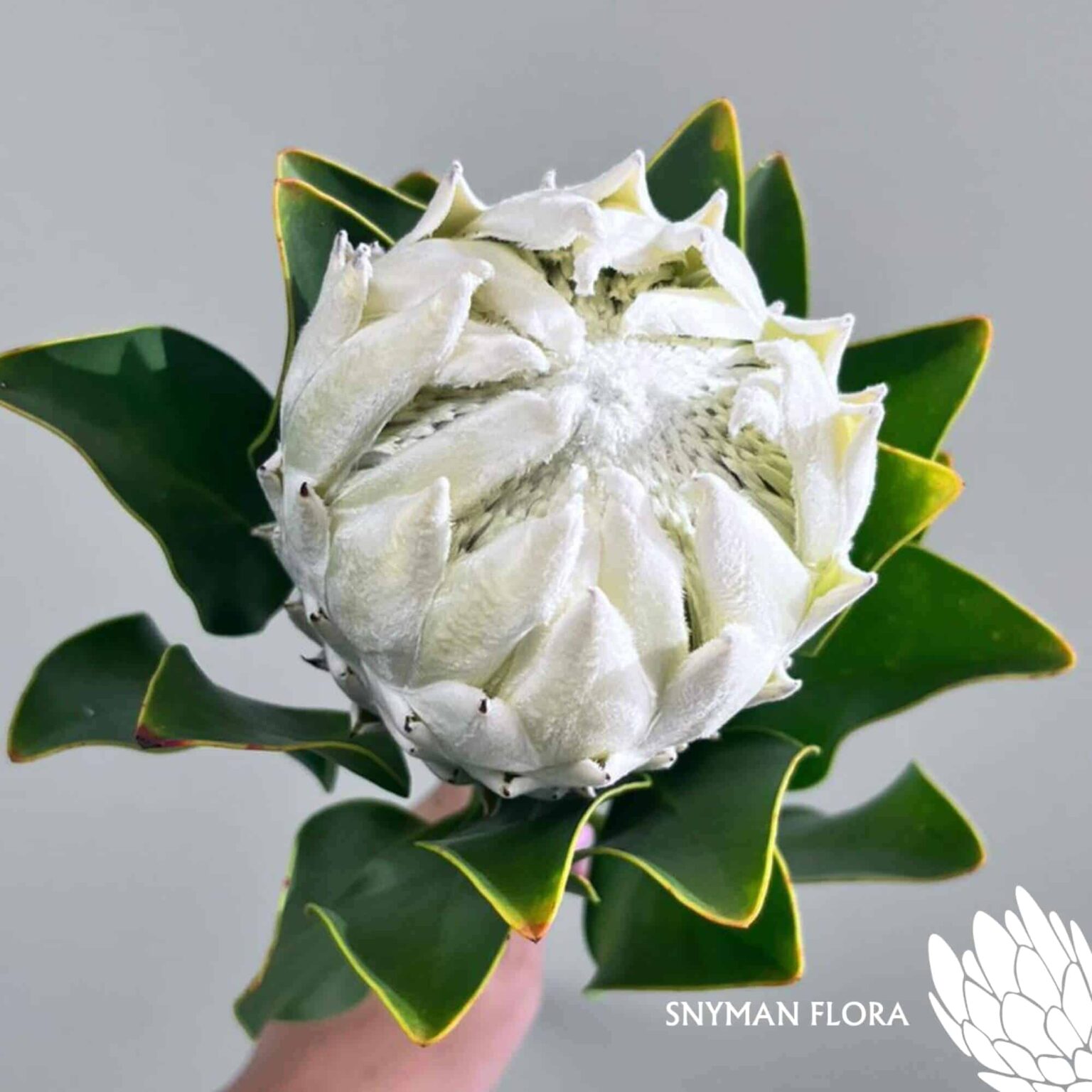 south-africa-protea-export-Protea Arctic Ice.3