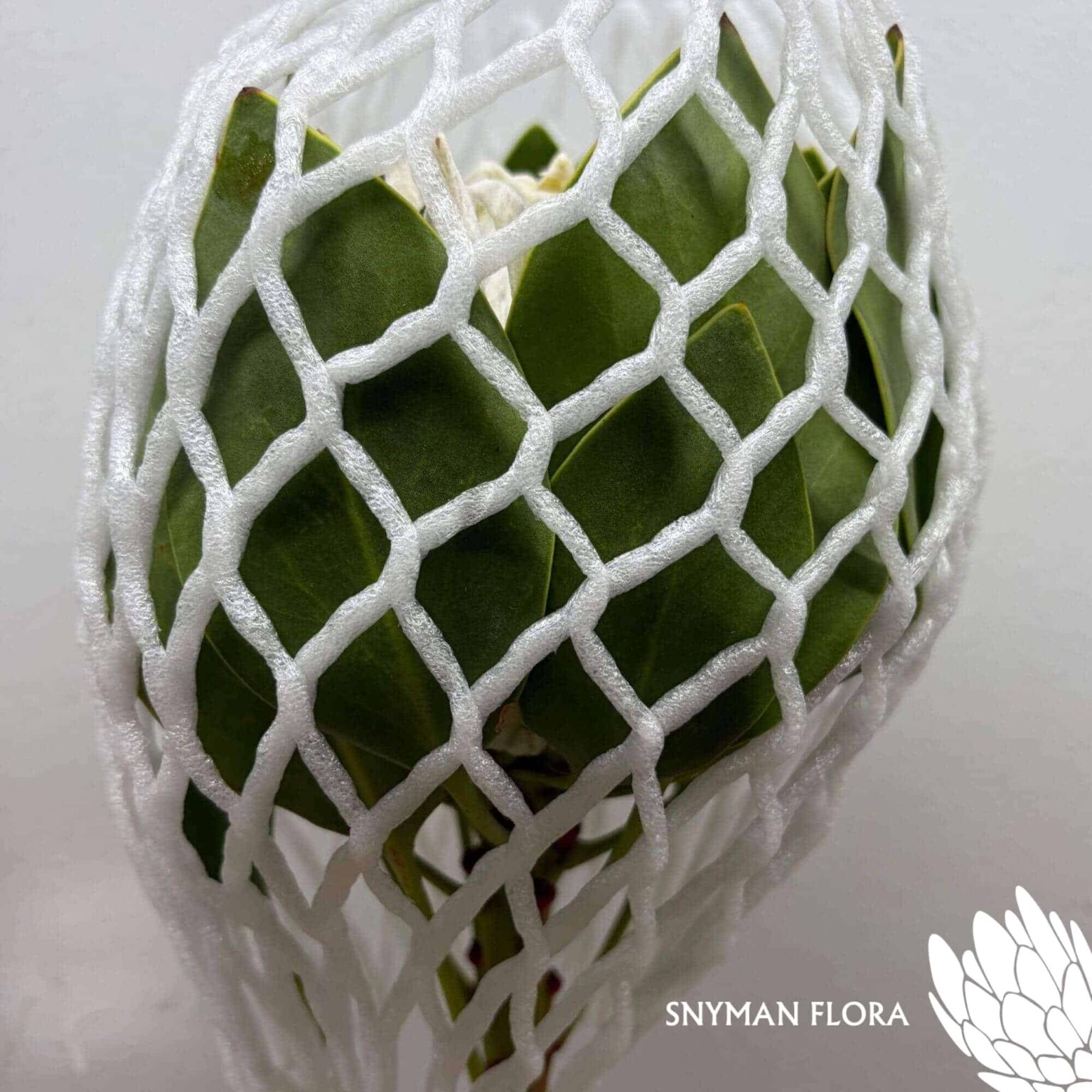south-africa-protea-export-Protea Arctic Ice.4