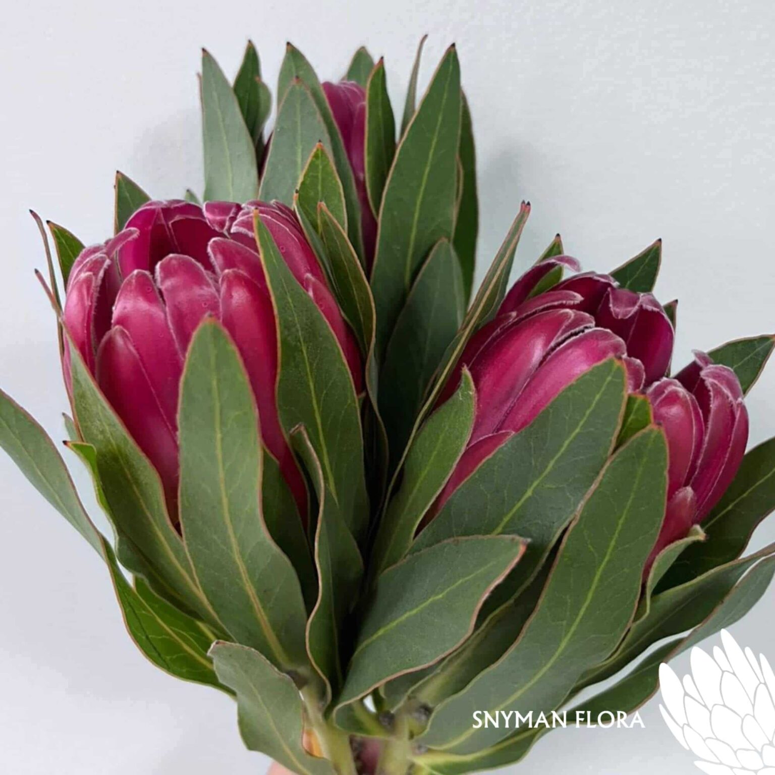 south-africa-protea-export-Protea Brenda