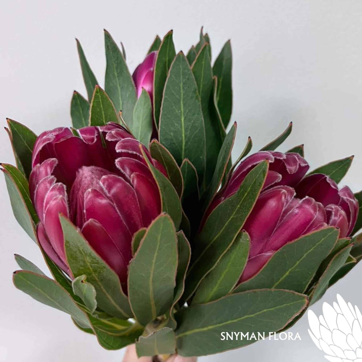 south-africa-protea-export-Protea Brenda.1