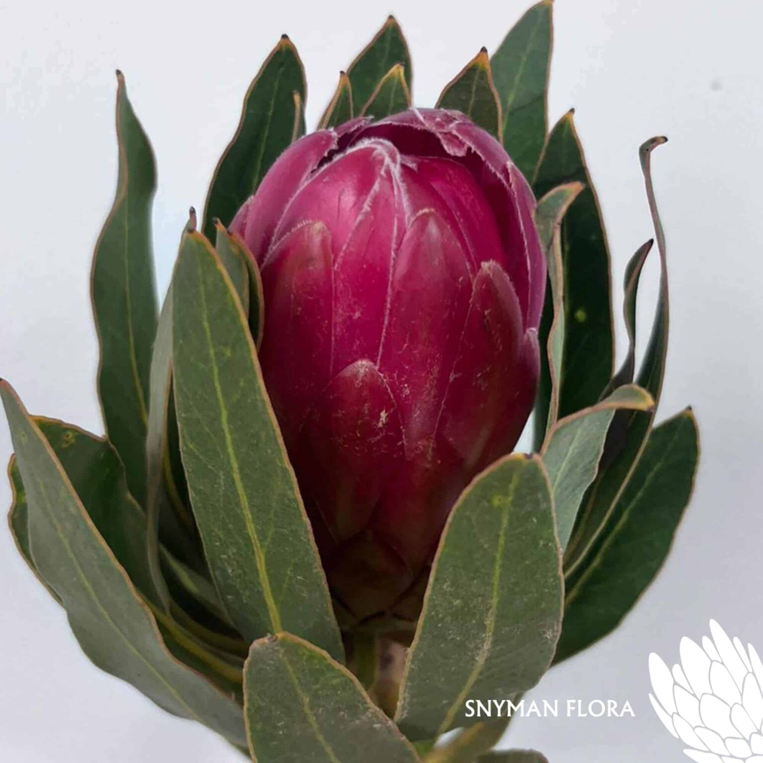 south-africa-protea-export-Protea Brenda.2