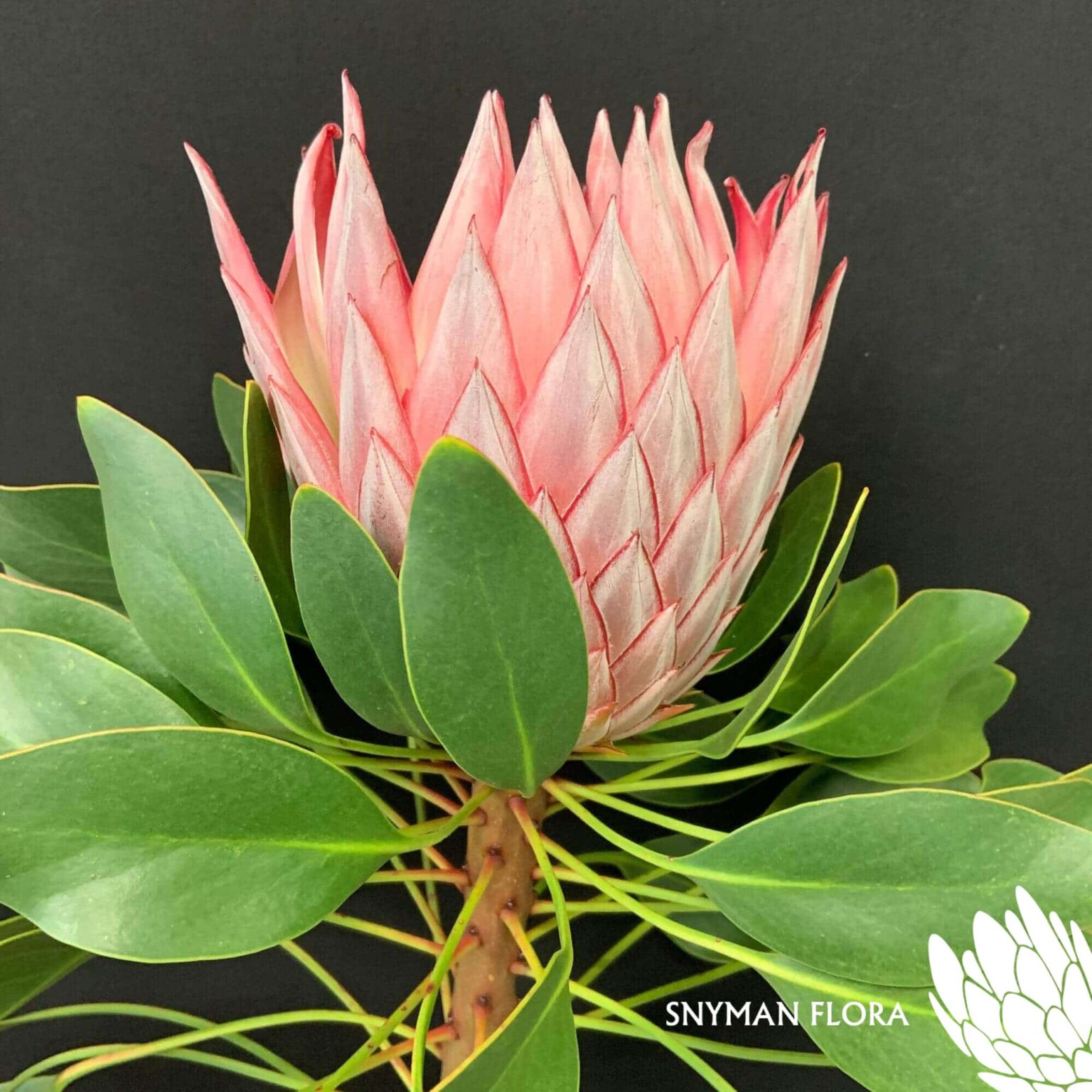 south-africa-protea-export-Protea Cynaroides (Pink).1