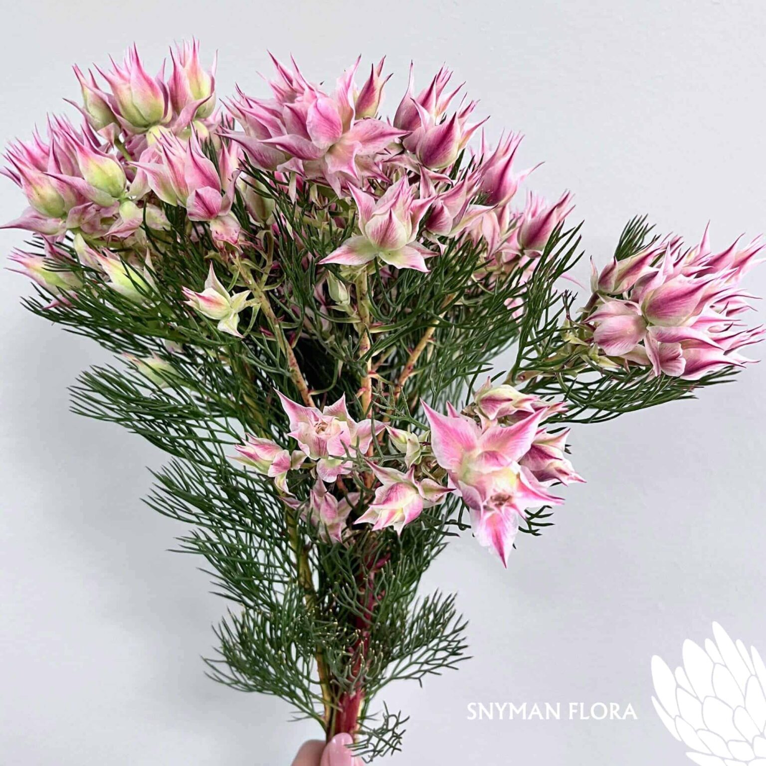 south-africa-protea-export-serruria pink.2