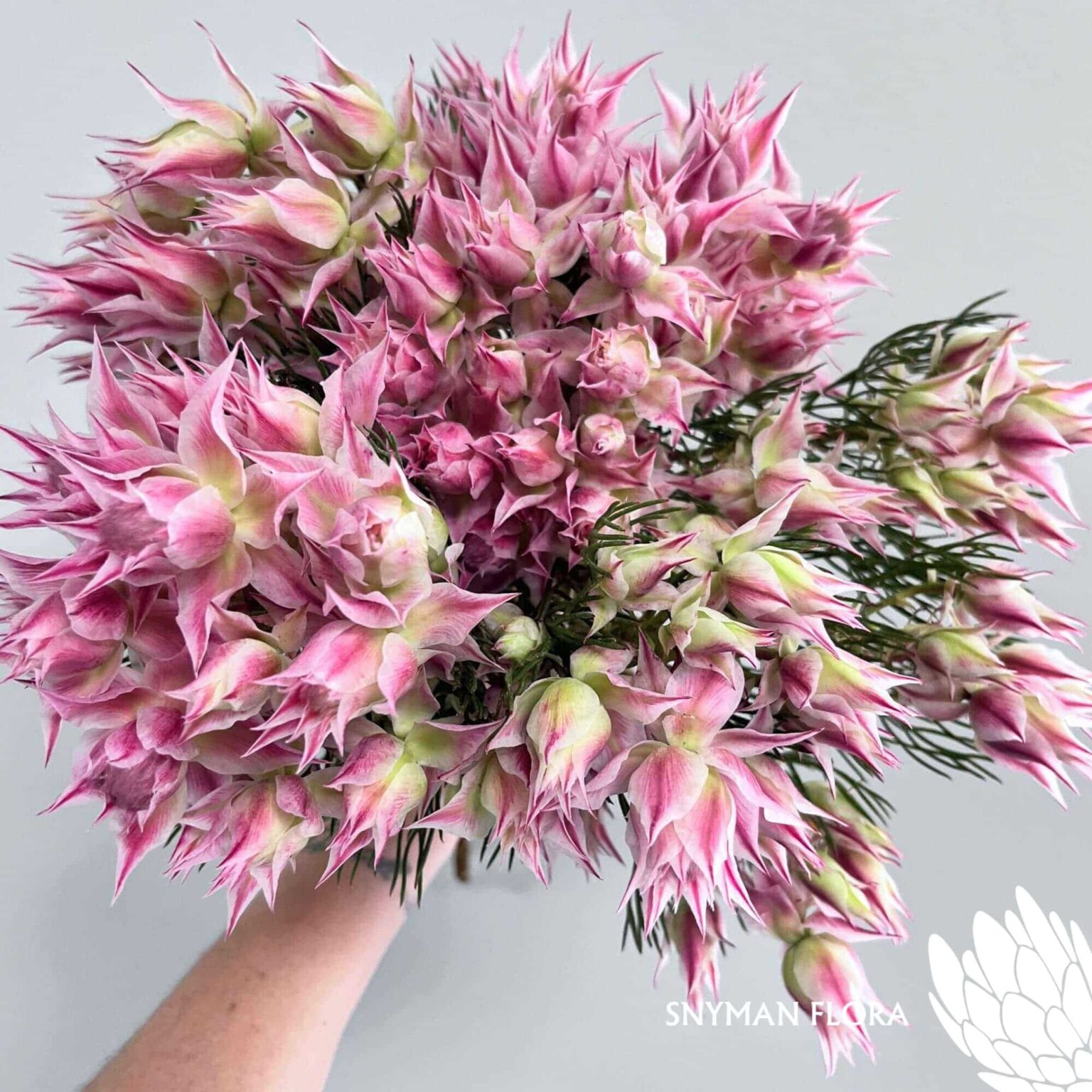 south-africa-protea-export-serruria pink.4