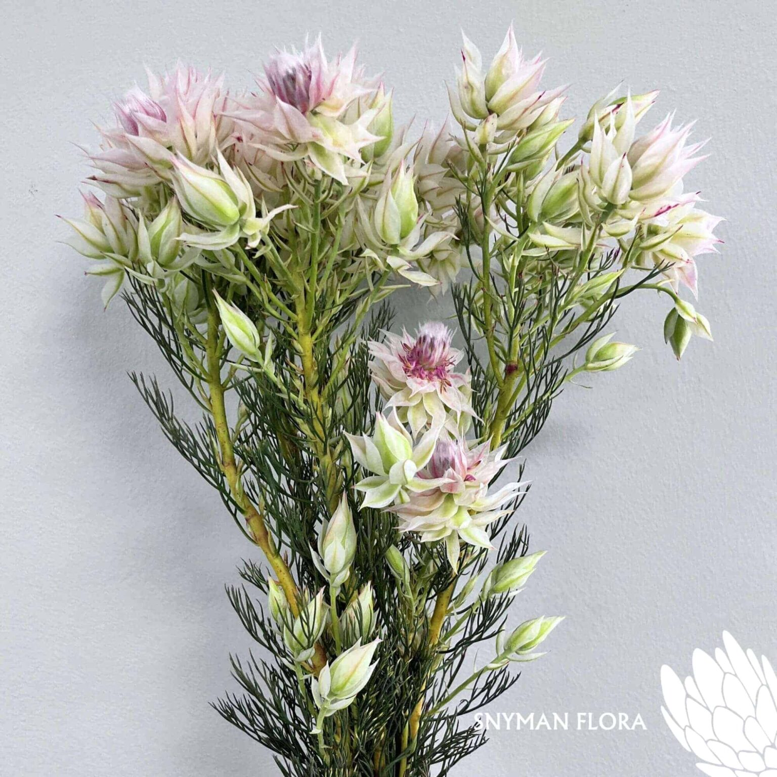 south-africa-protea-export-serruria white.4