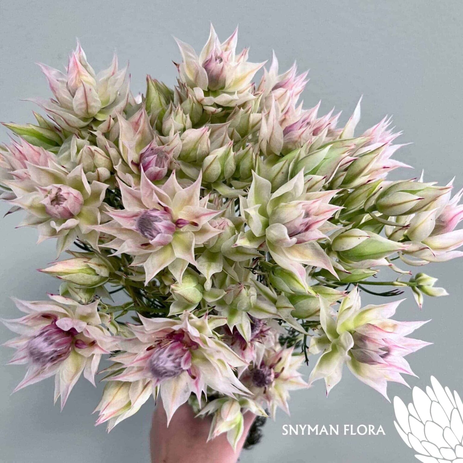 south-africa-protea-export-serruria white.5