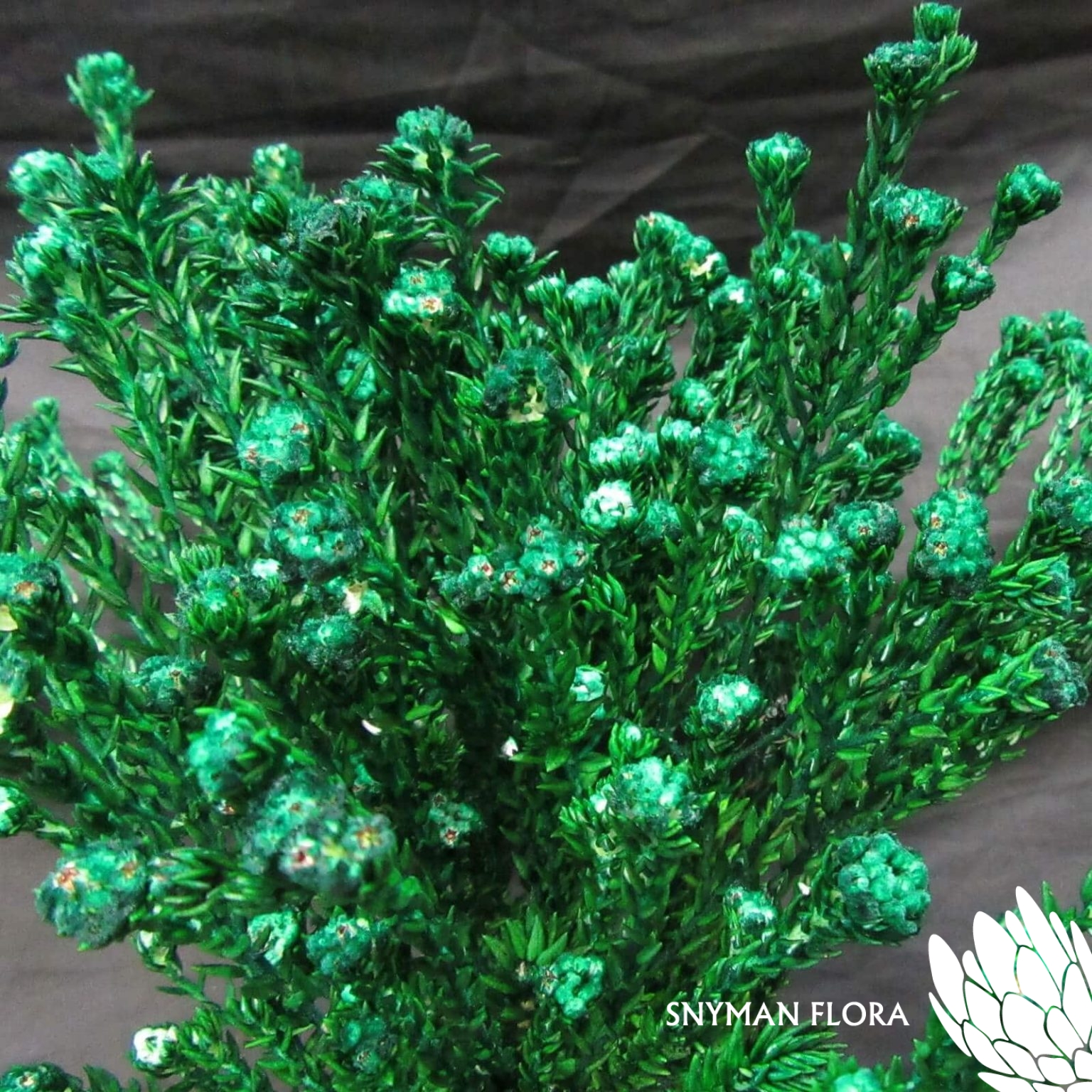 CapeFloweringGreenCottonBushDyedGreen