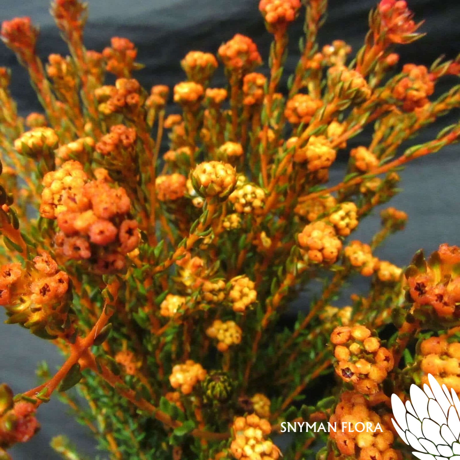 CapeFloweringGreenCottonBushDyedOrange