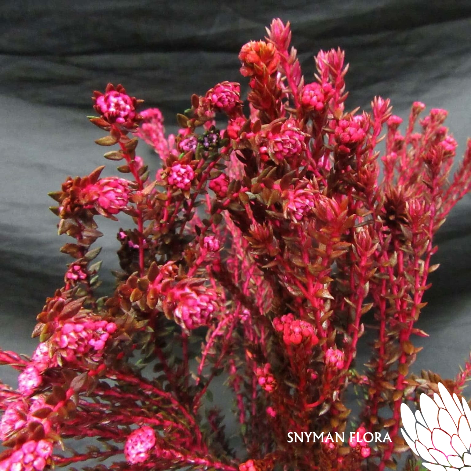 CapeFloweringGreenCottonBushDyedPink