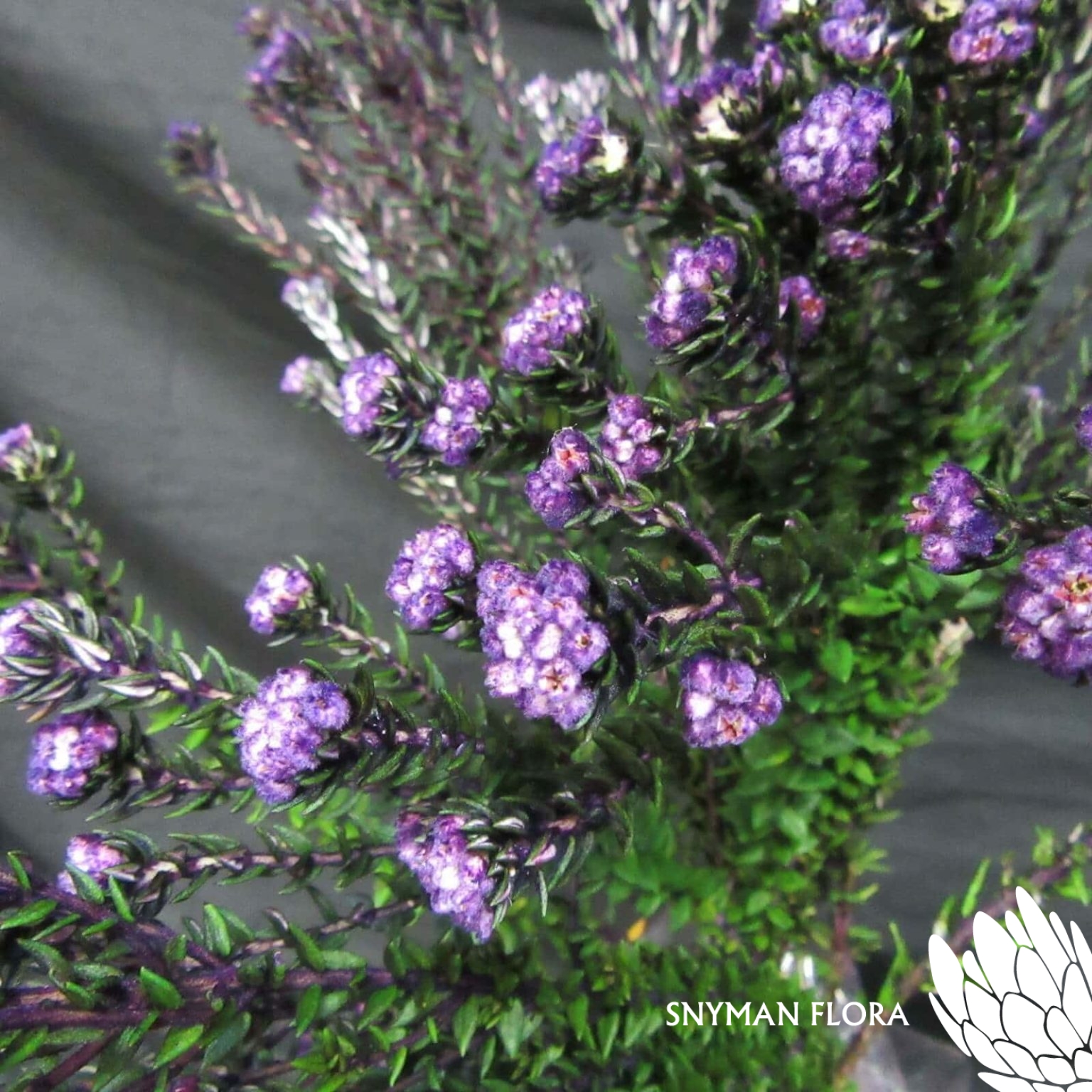 CapeFloweringGreenCottonBushDyedPurple