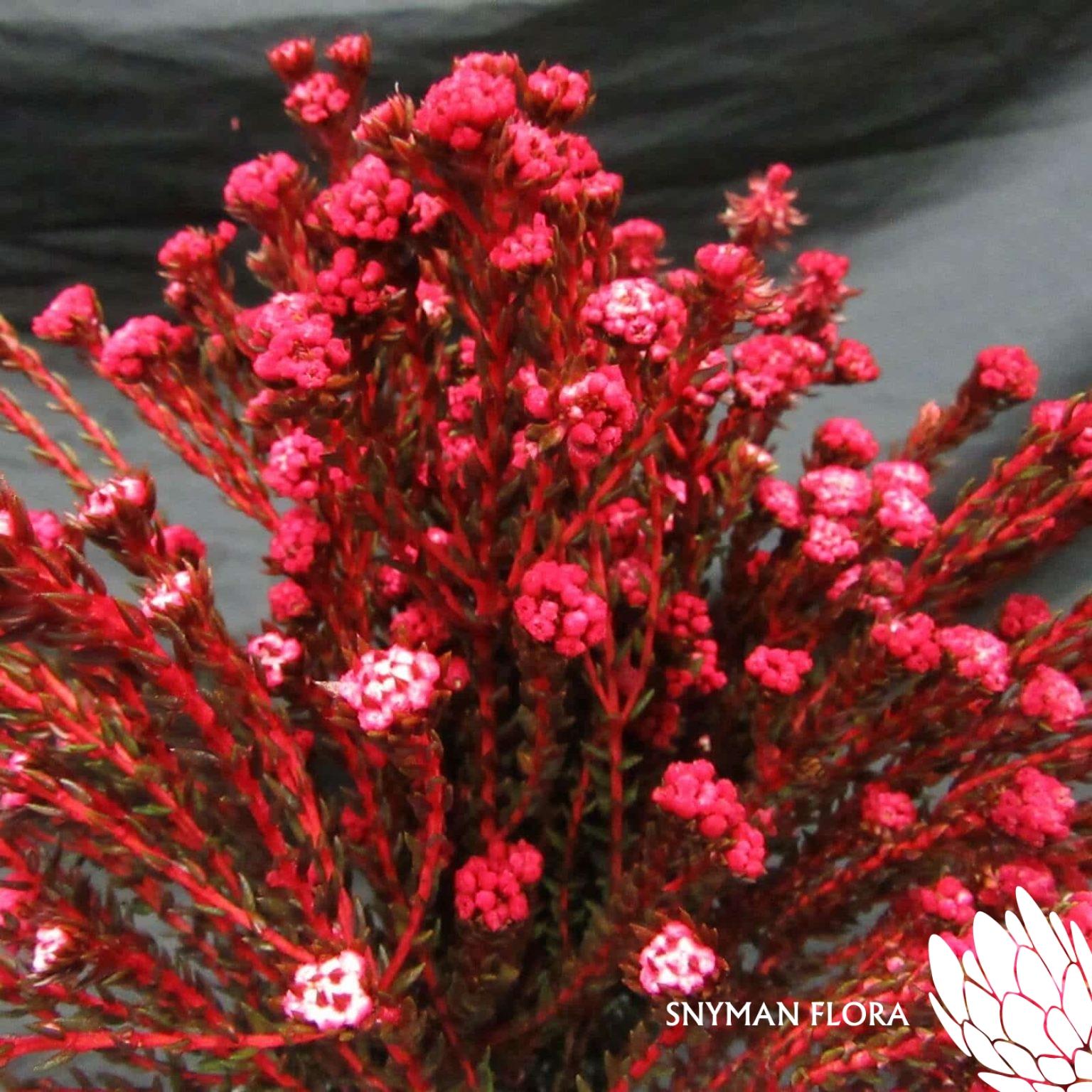 CapeFloweringGreenCottonBushDyedRed
