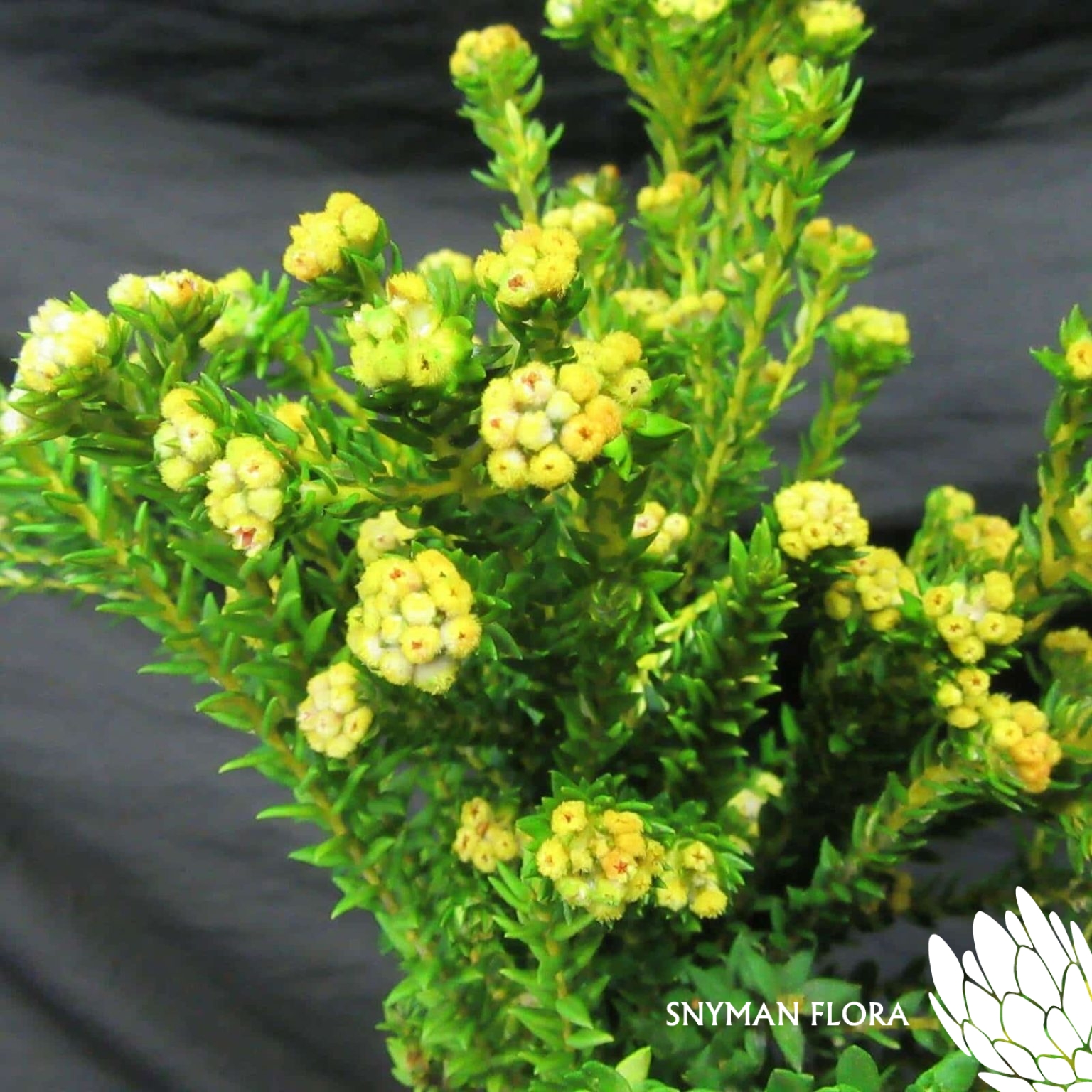 CapeFloweringGreenCottonBushDyedYellow