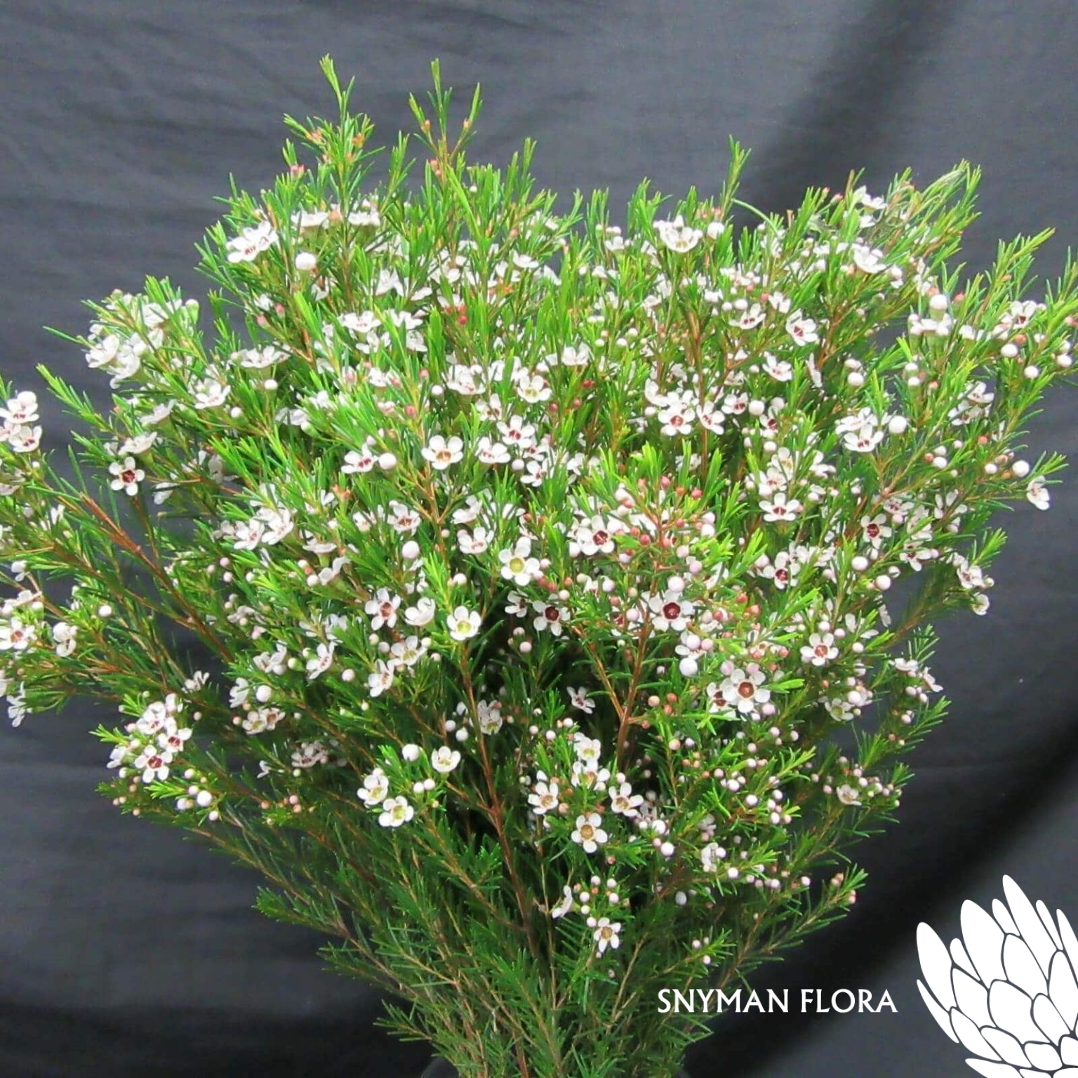 GeraldtonWaxSnowflake2