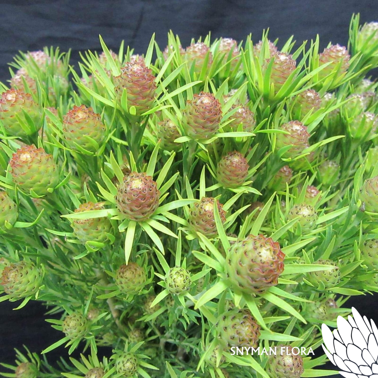 LeucadendronCapeSpice2